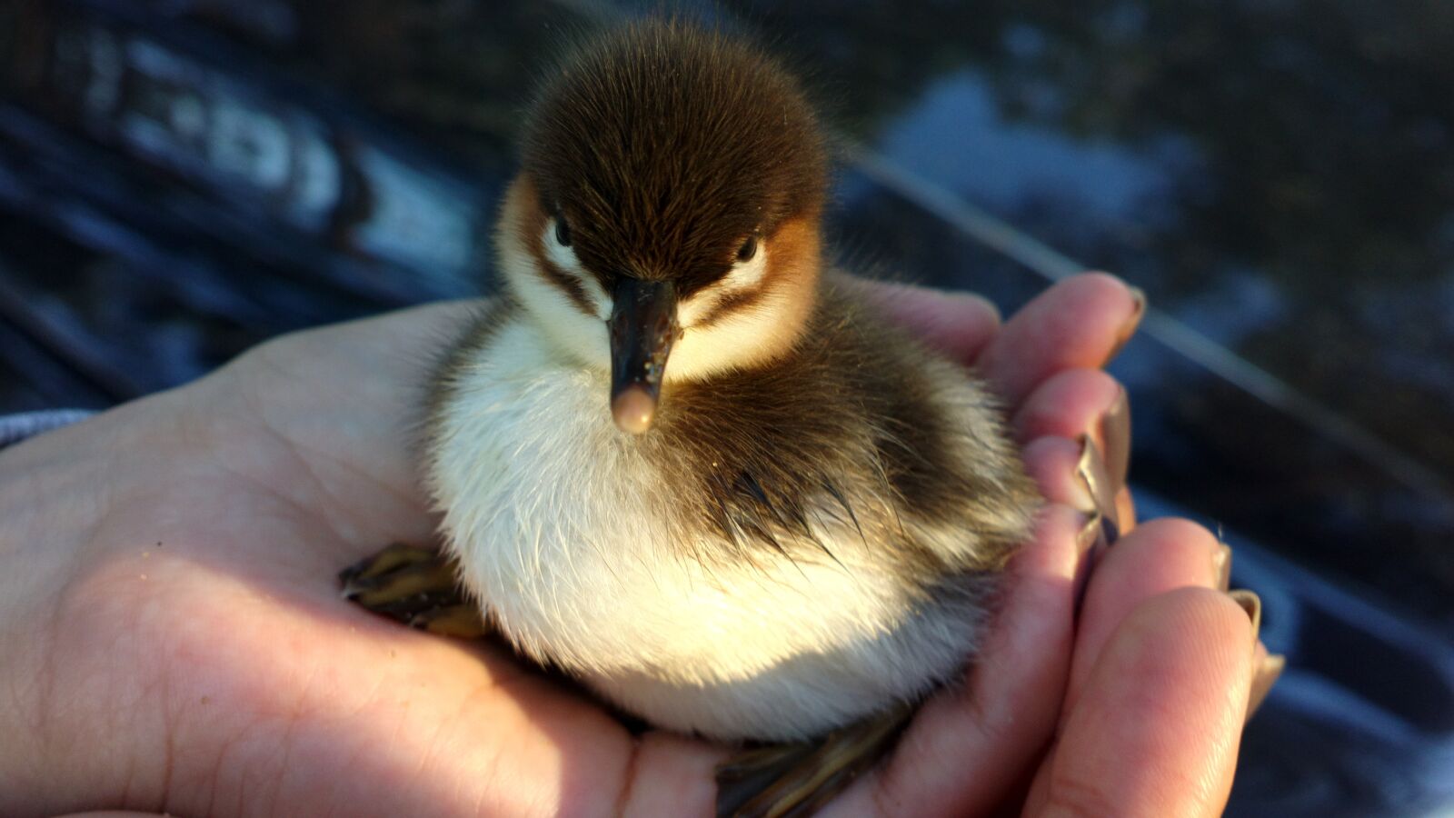 Nokia 808 PureView sample photo. Chick, seagull, hands photography