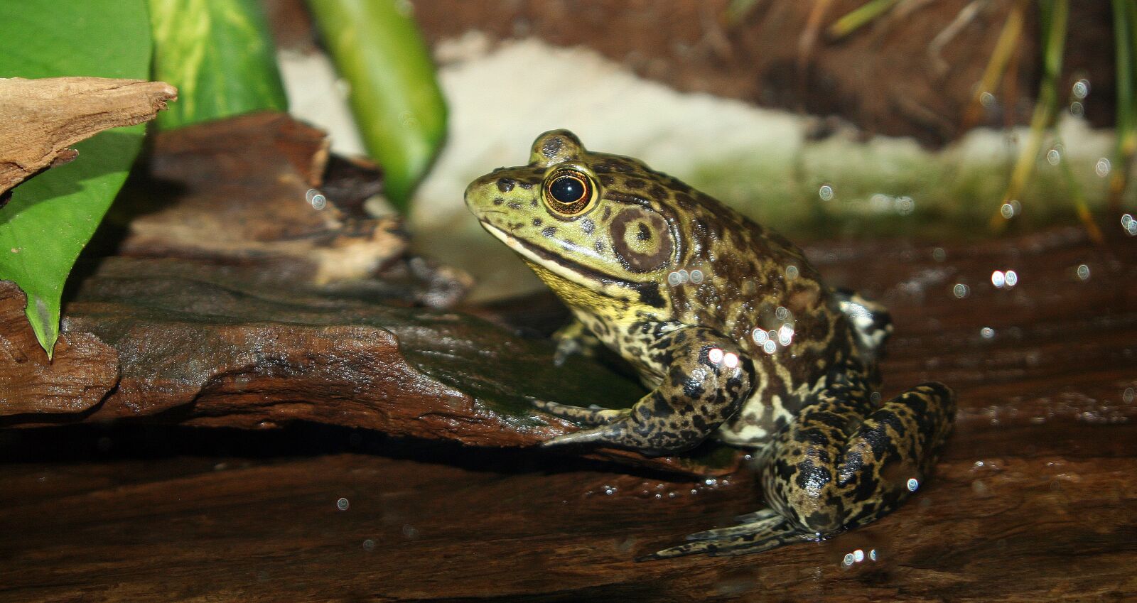 Canon EOS 350D (EOS Digital Rebel XT / EOS Kiss Digital N) sample photo. Frog, amphibian, wildlife photography
