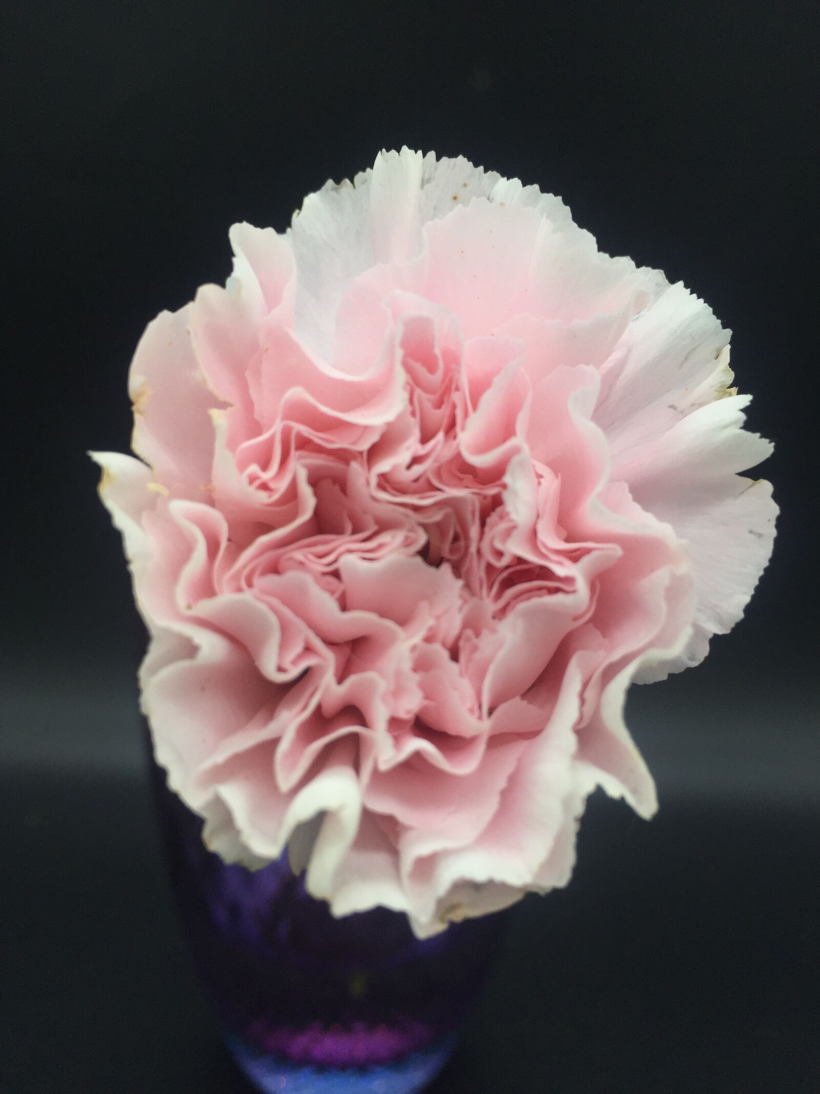 iPhone 6 back camera 4.15mm f/2.2 sample photo. Carnation, pink, pink carnations photography