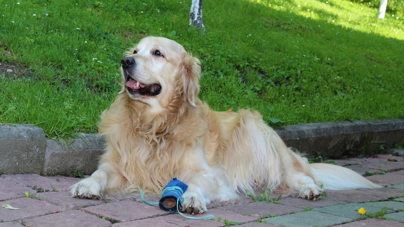 Canon EOS 1200D (EOS Rebel T5 / EOS Kiss X70 / EOS Hi) + Canon EF 50mm F1.8 II sample photo. Dog, golden retriever, retriever photography