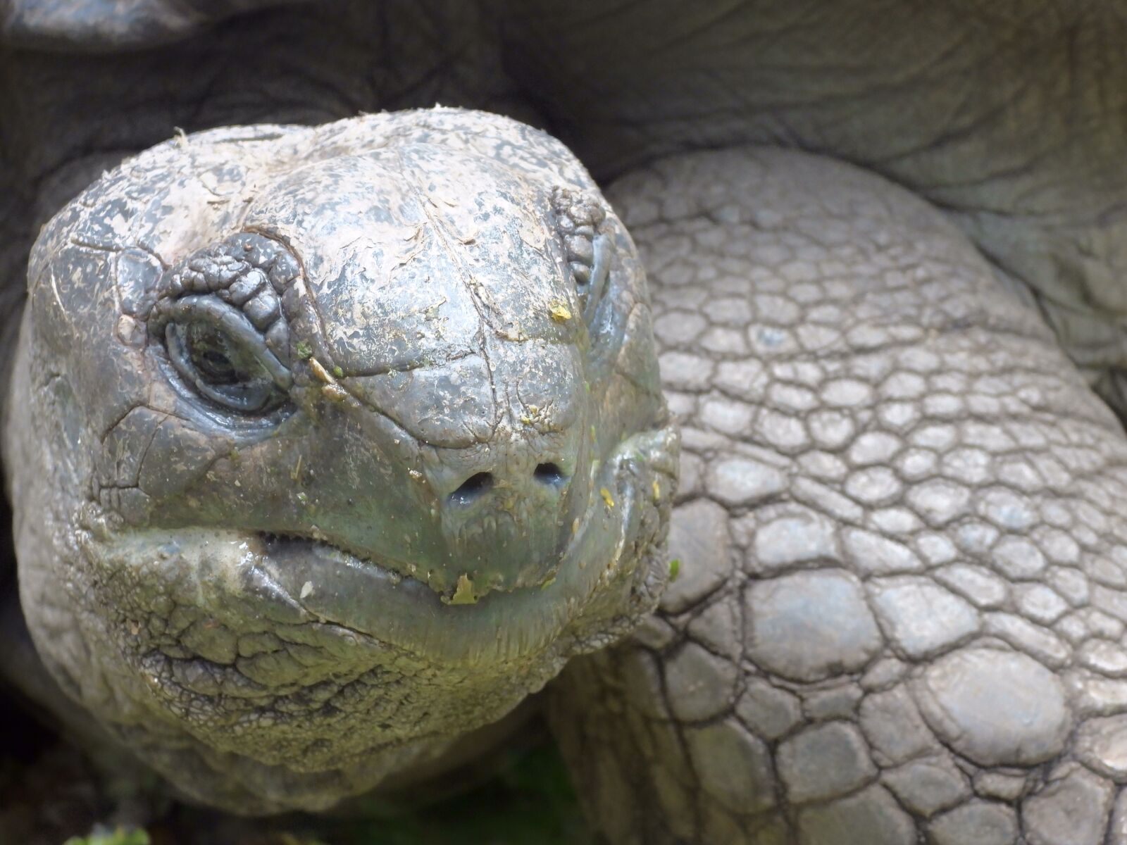 Nikon Coolpix P1000 sample photo. Turtle, toad, tanzania photography