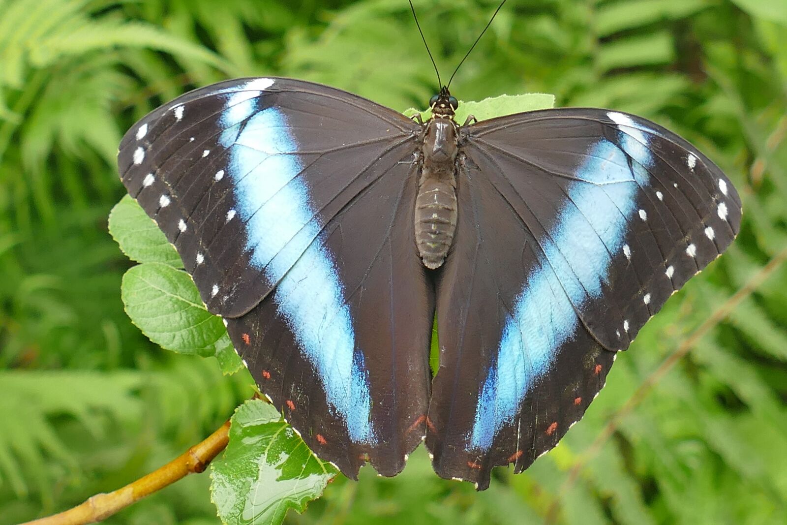 Panasonic Lumix DMC-FZ1000 sample photo. Butterfly, sky butterfly, insect photography