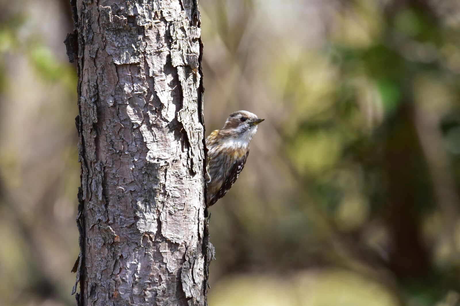 Nikon D7200 sample photo. Animal, forest, wood photography