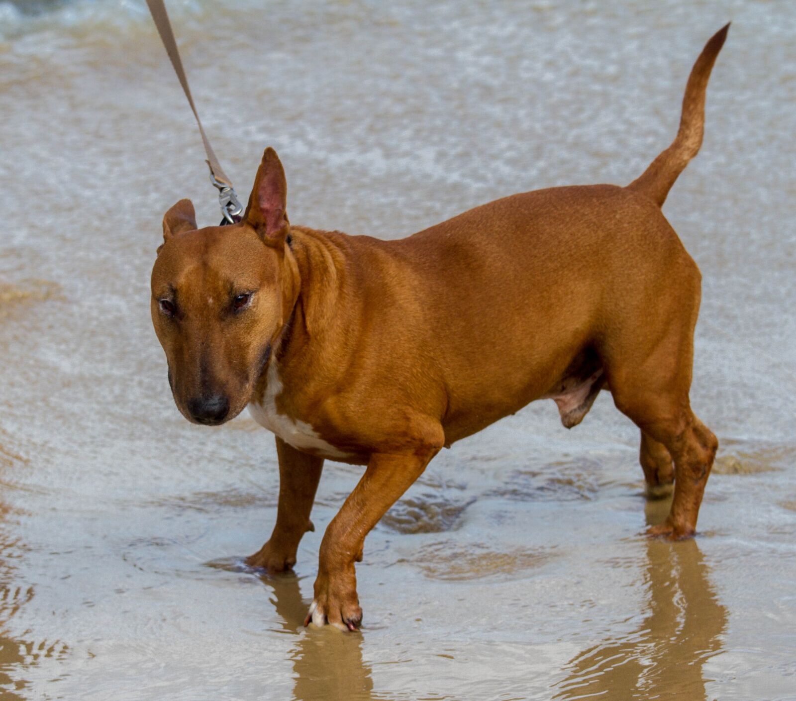 Canon EOS 7D + Canon EF 70-200mm F4L IS USM sample photo. Dog, miniature, bull terrier photography