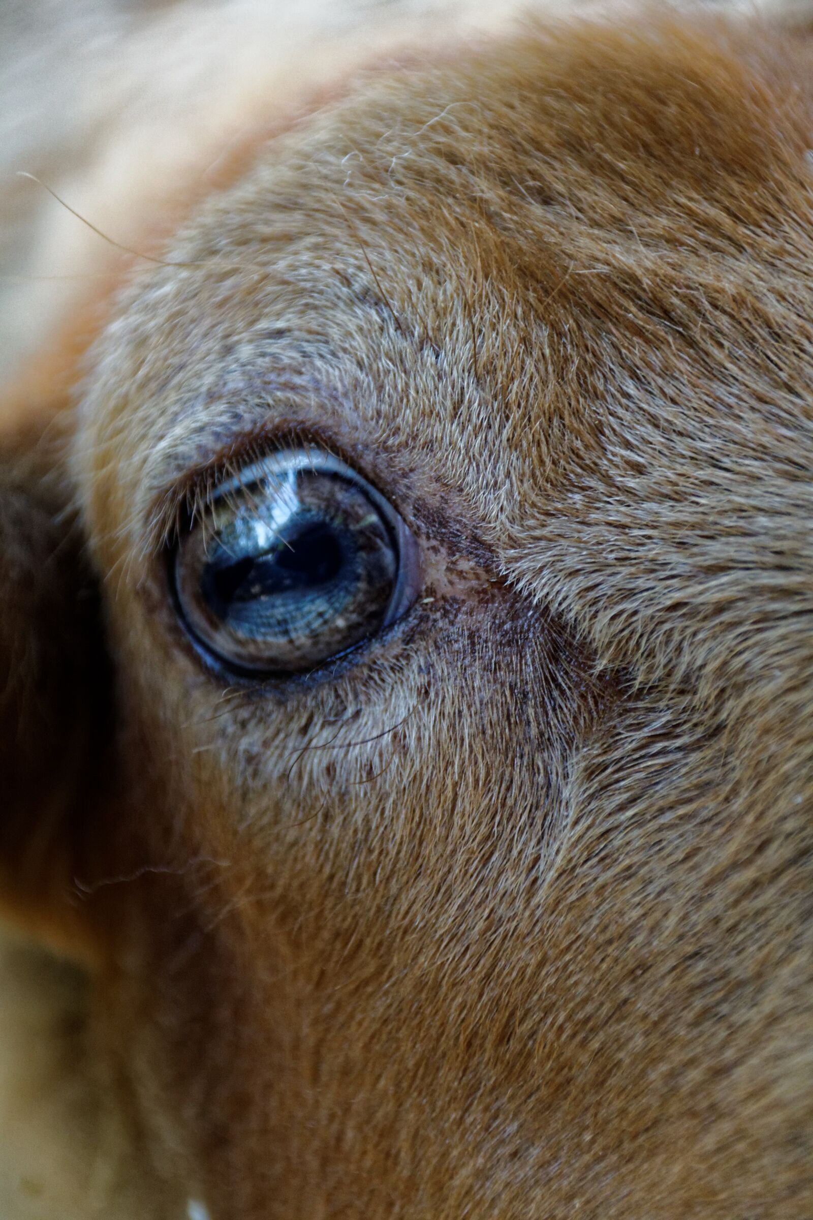 Canon EOS 30D sample photo. Sheep, eye, animal photography