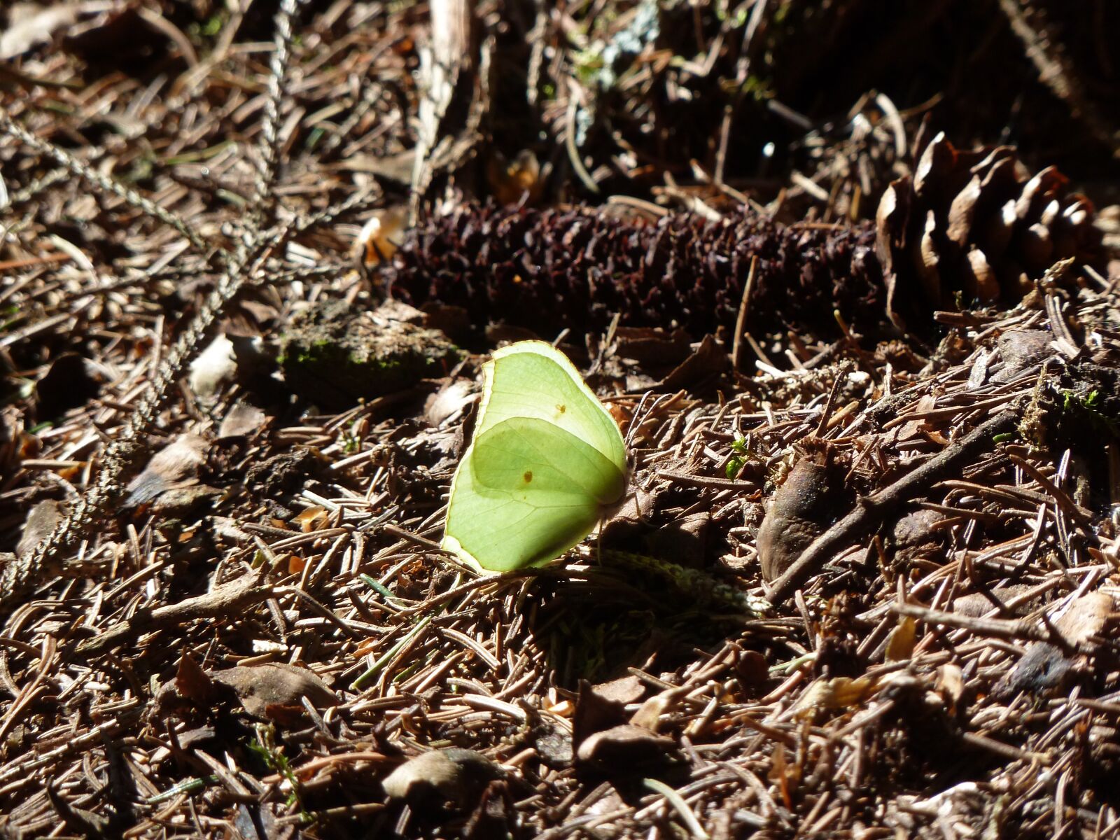 Panasonic Lumix DMC-ZS7 (Lumix DMC-TZ10) sample photo. Butterfly, forest floor, gonepteryx photography