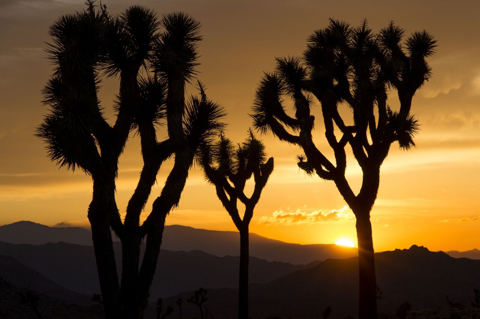 Canon EOS 700D (EOS Rebel T5i / EOS Kiss X7i) sample photo. Joshua trees, sunset, landscape photography
