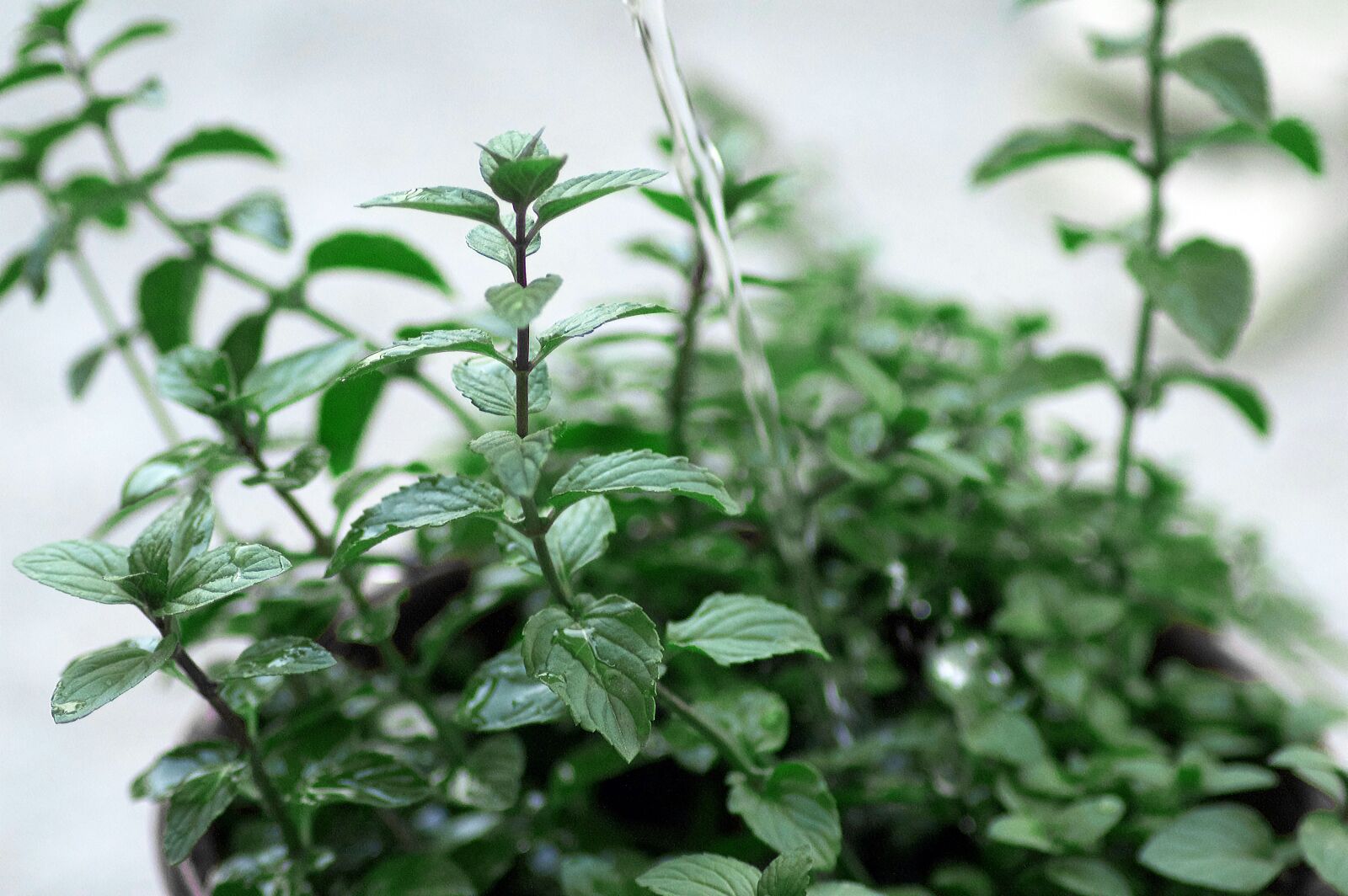 Nikon D3200 sample photo. Watering, plants, flower photography