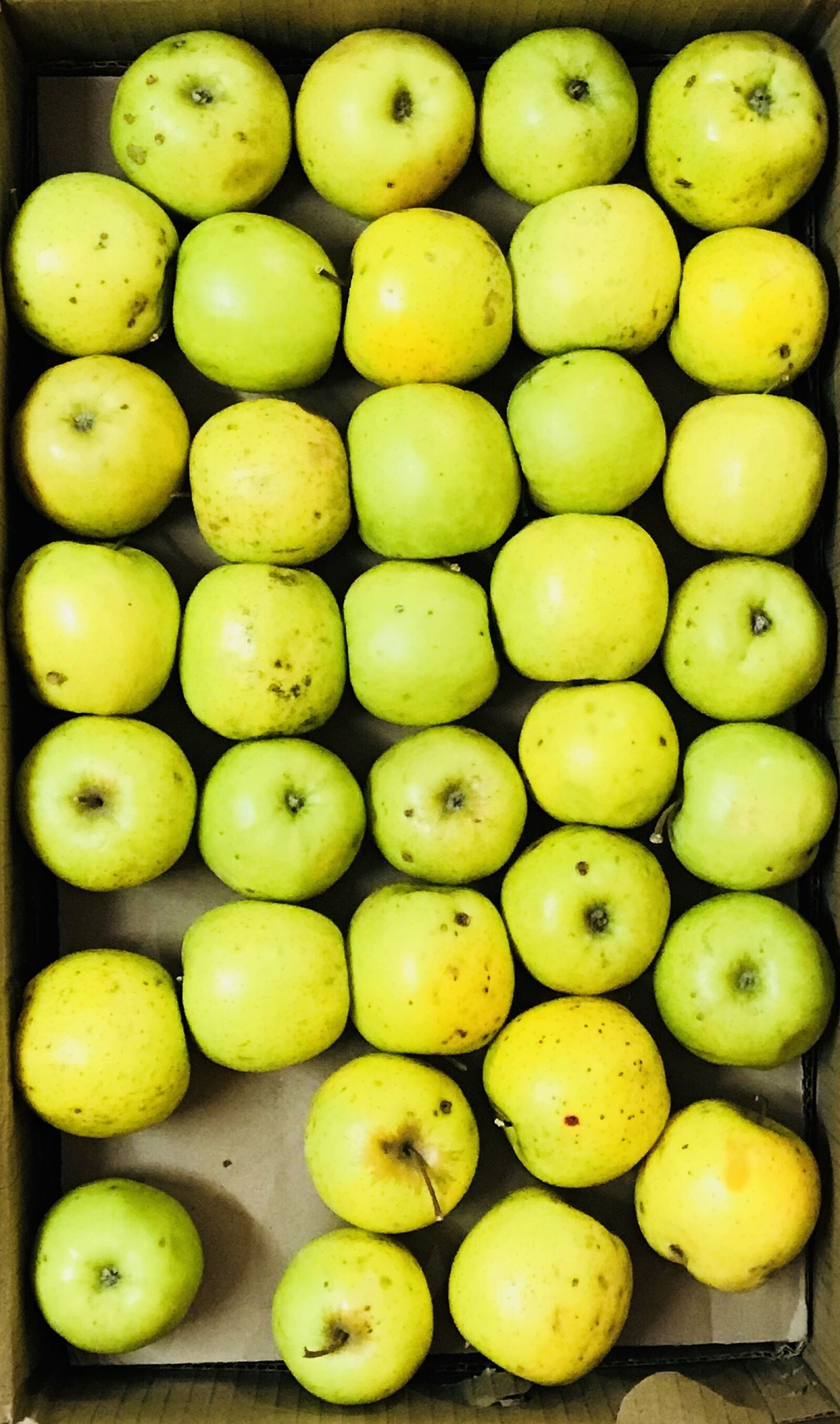 iPhone 7 back camera 3.99mm f/1.8 sample photo. Apple, apples photography