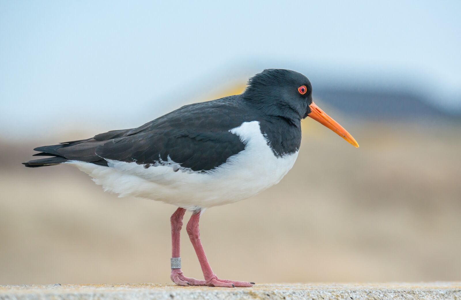 Nikon D800 sample photo. Oystercatcher, bird, water bird photography