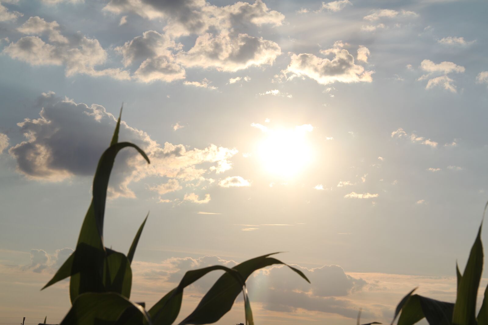 Canon EOS 550D (EOS Rebel T2i / EOS Kiss X4) sample photo. Sun, clouds, corn plant photography
