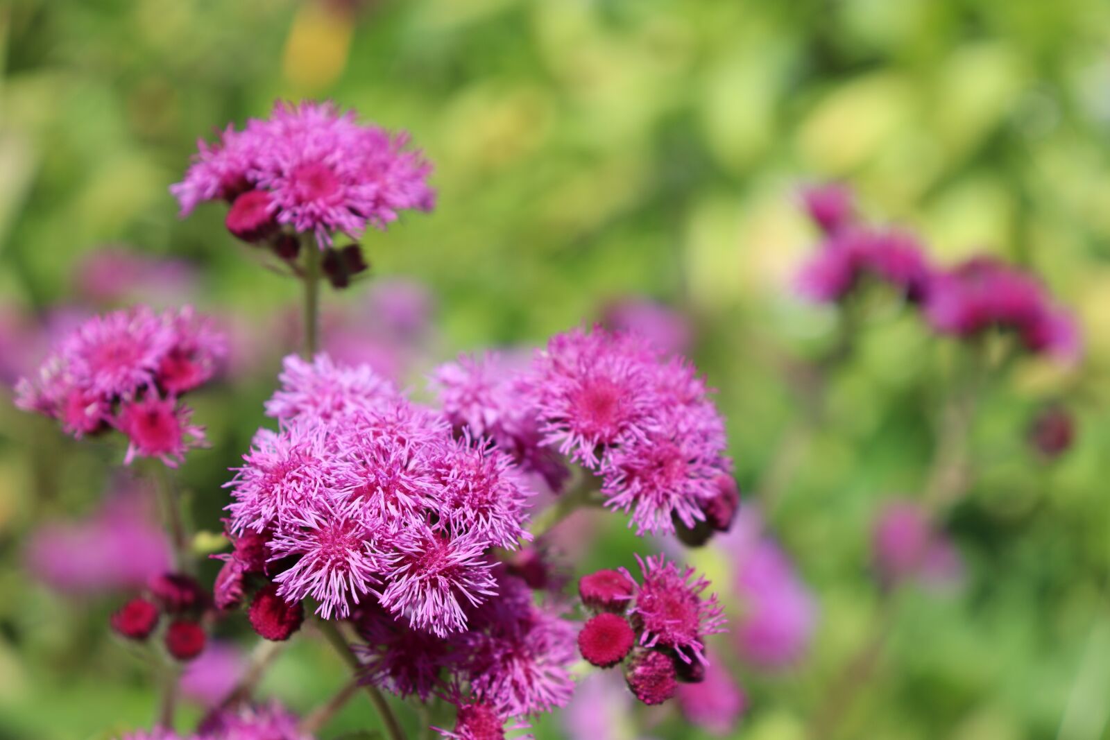 Canon EOS 800D (EOS Rebel T7i / EOS Kiss X9i) sample photo. Ageratum, annual plants, plants photography