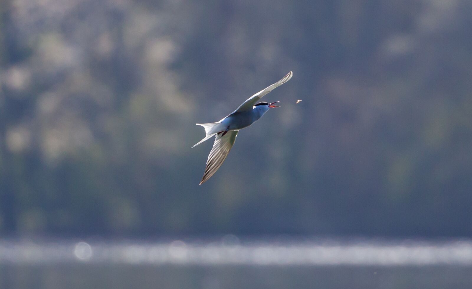 Canon EOS 5D Mark II sample photo. Common tern, flying tern photography