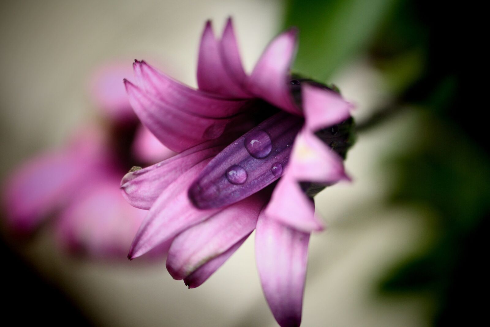 Canon EOS 7D sample photo. Flower, nature, plant photography