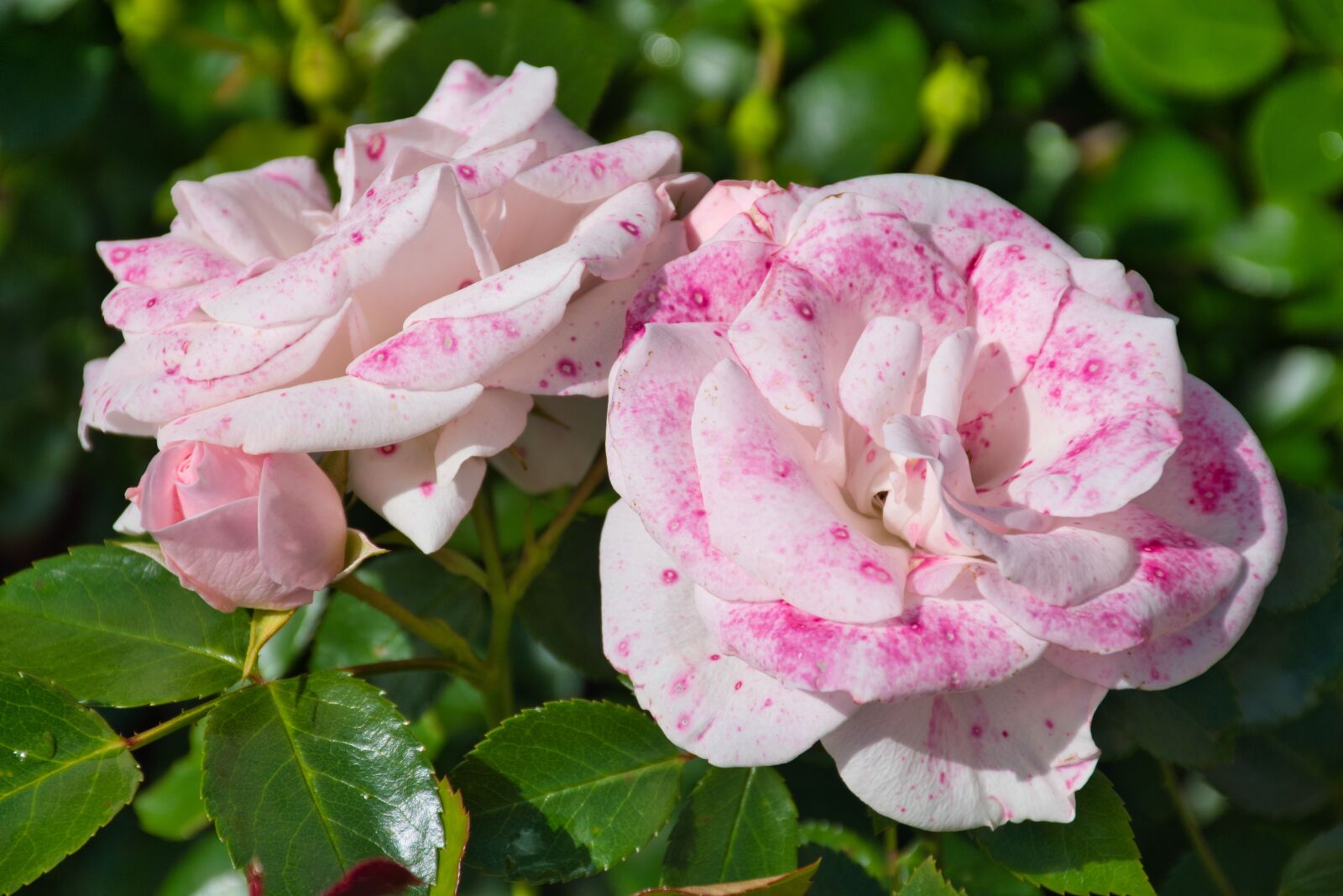 Nikon D5600 sample photo. Beautiful, plant, flower photography