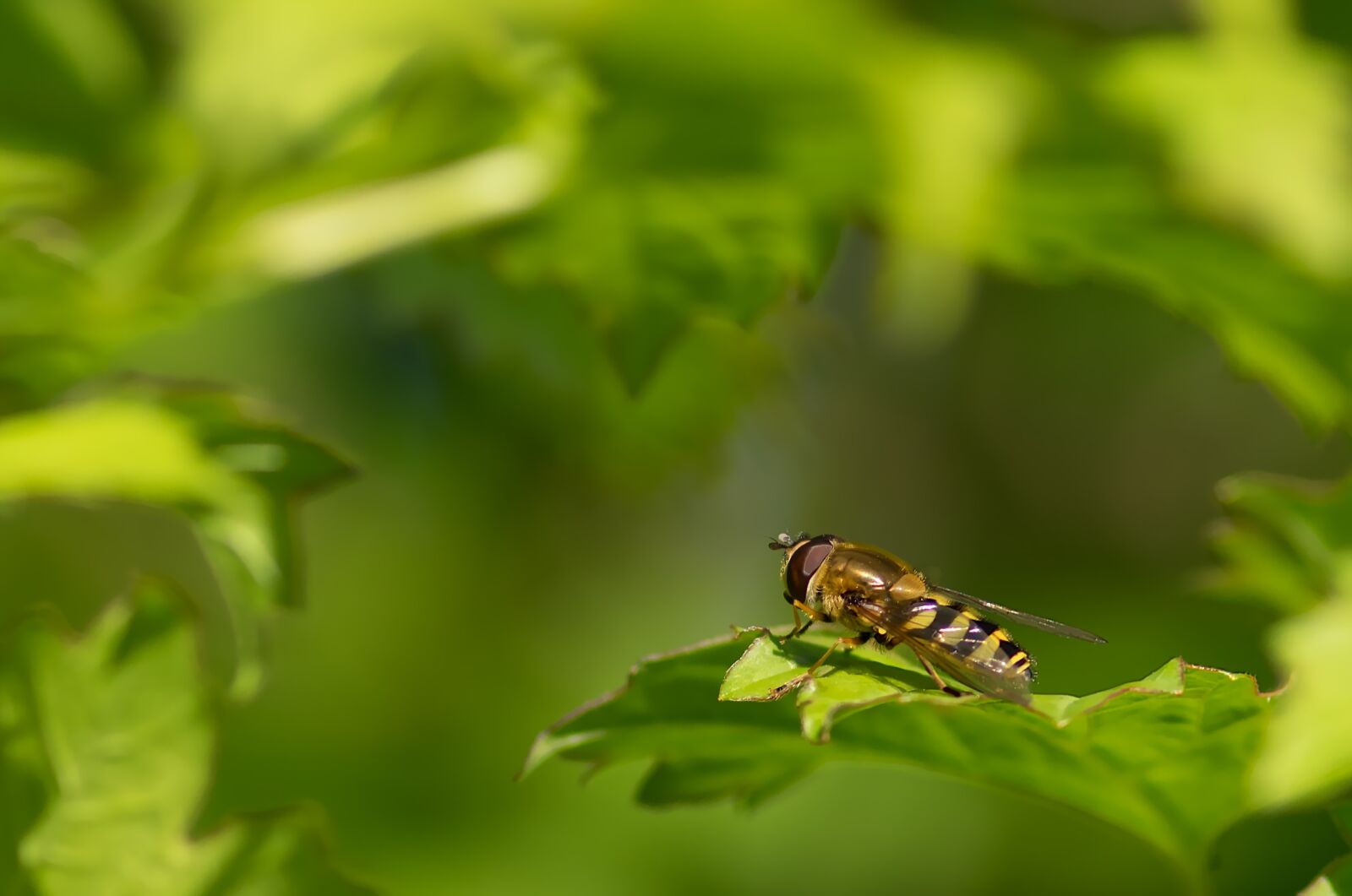 Pentax smc D-FA 100mm F2.8 macro sample photo. Syrphid belted, browser, spring photography