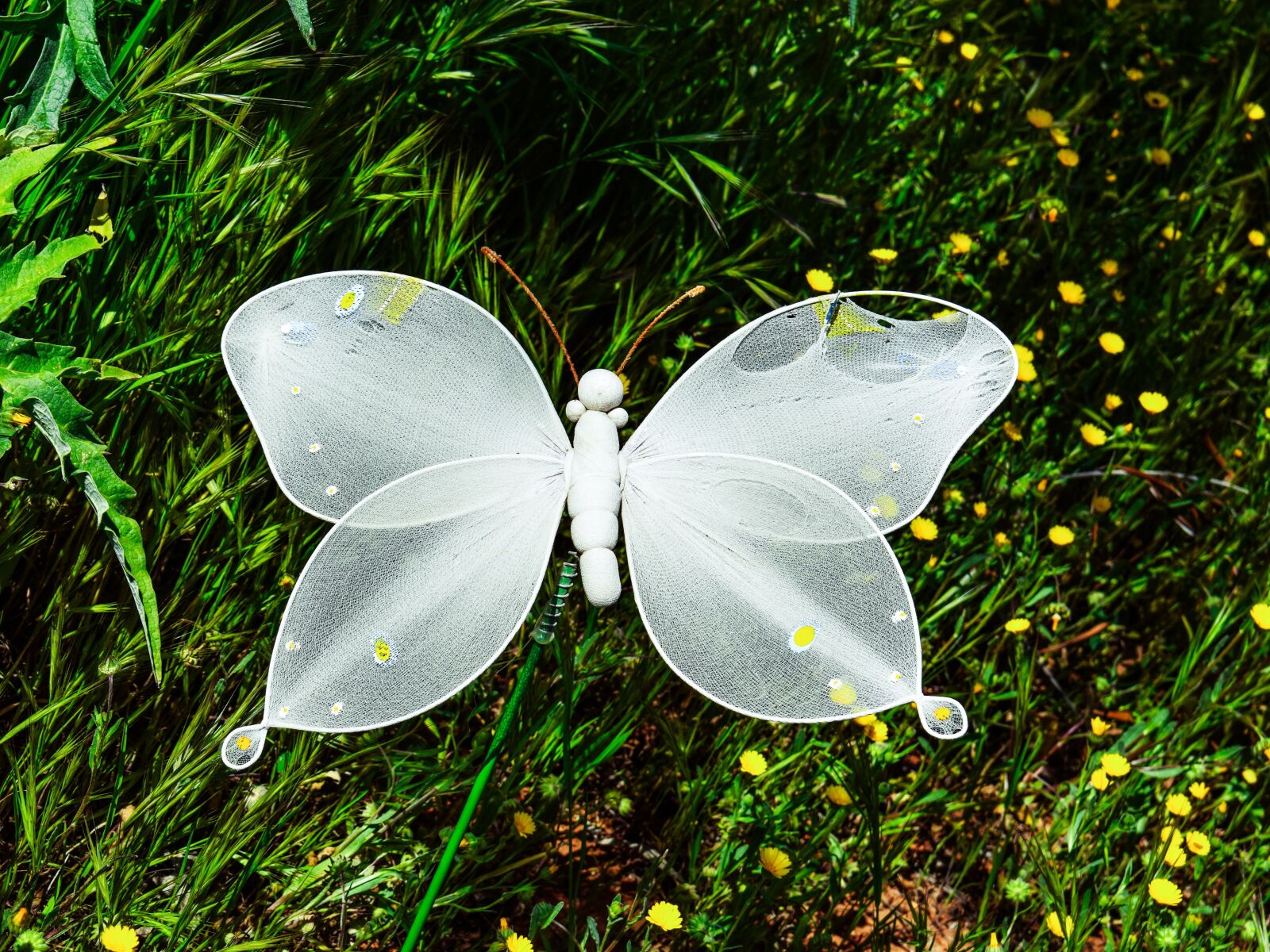 Nikon D3300 sample photo. Butterfly, garden, nature photography