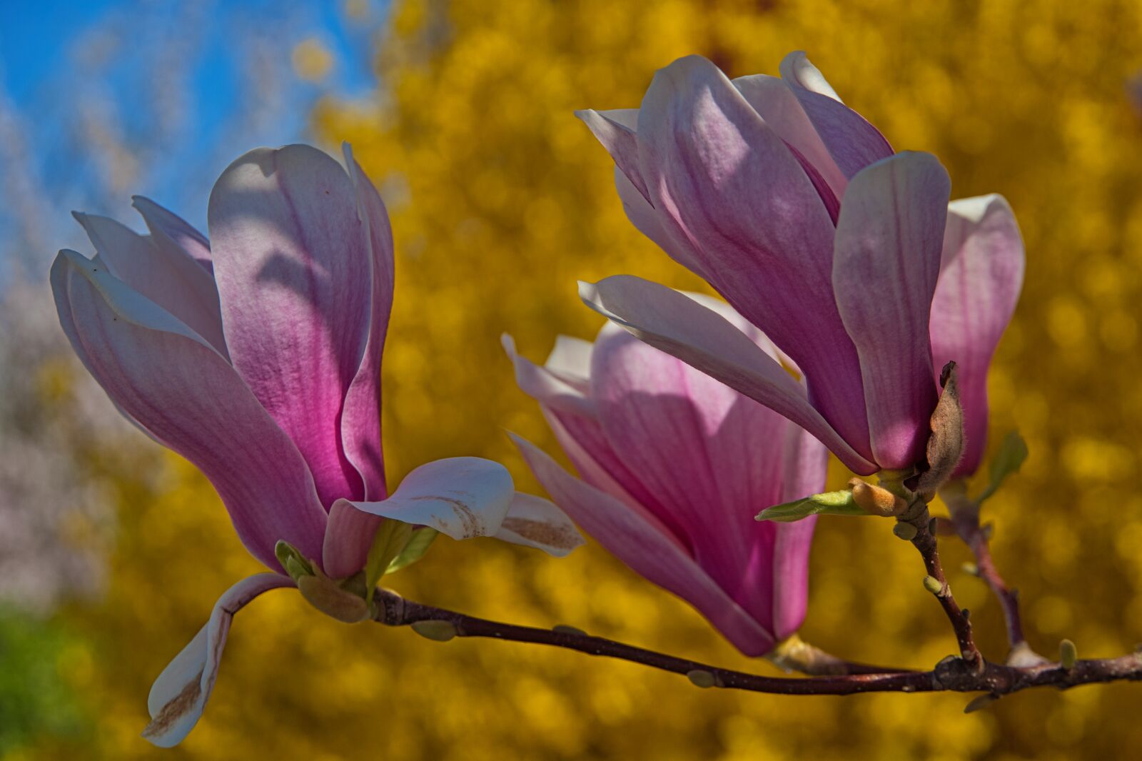 Sony a6400 sample photo. Spring, magnolia, forsythia photography