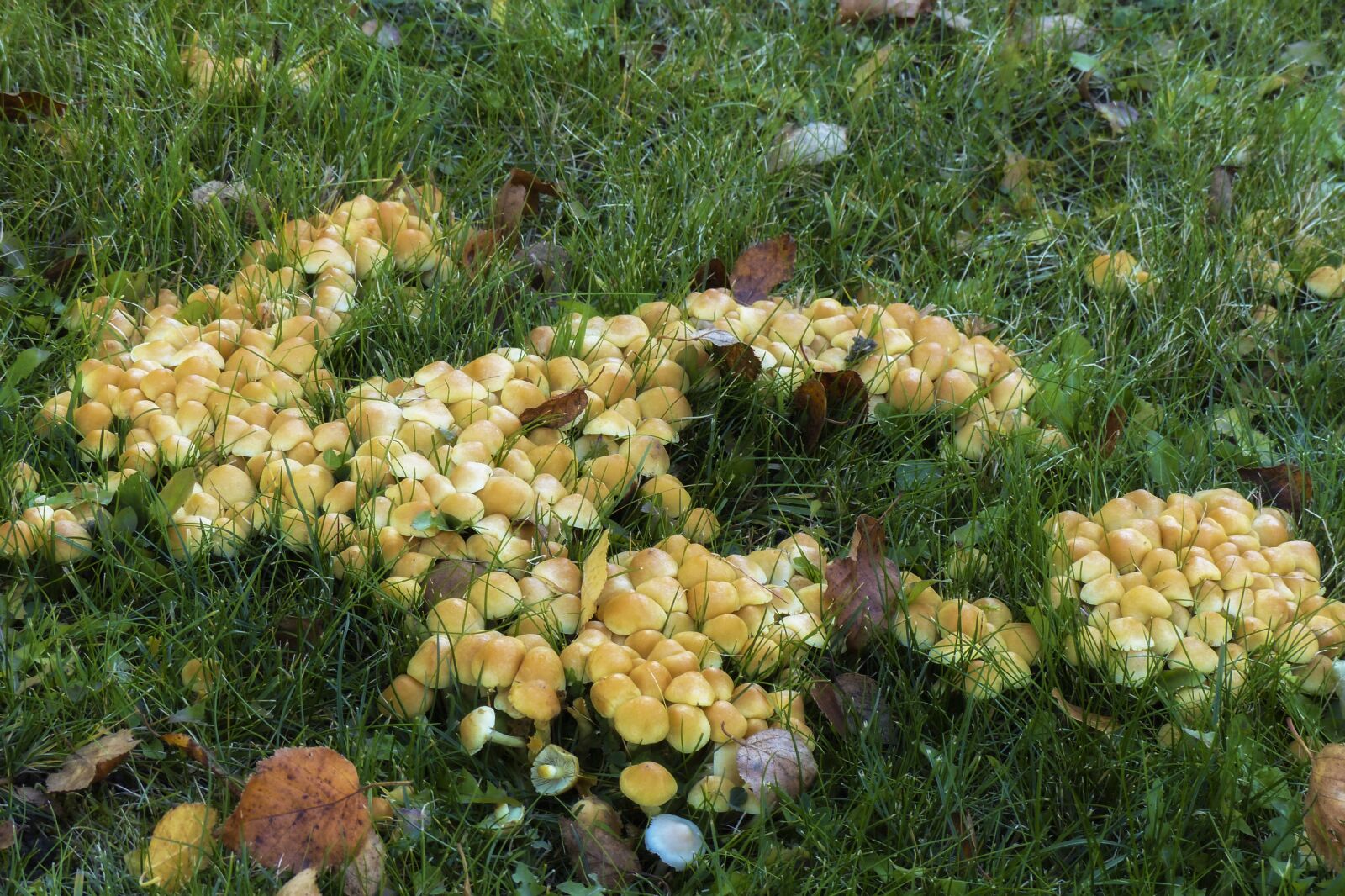 Panasonic Lumix DMC-FZ200 sample photo. Wild, mushrooms, cluster photography