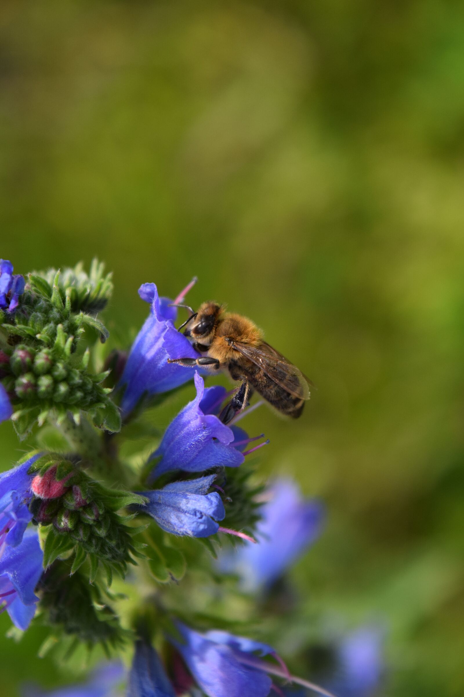 Nikon D3300 sample photo. Bee, pollen, blossom photography