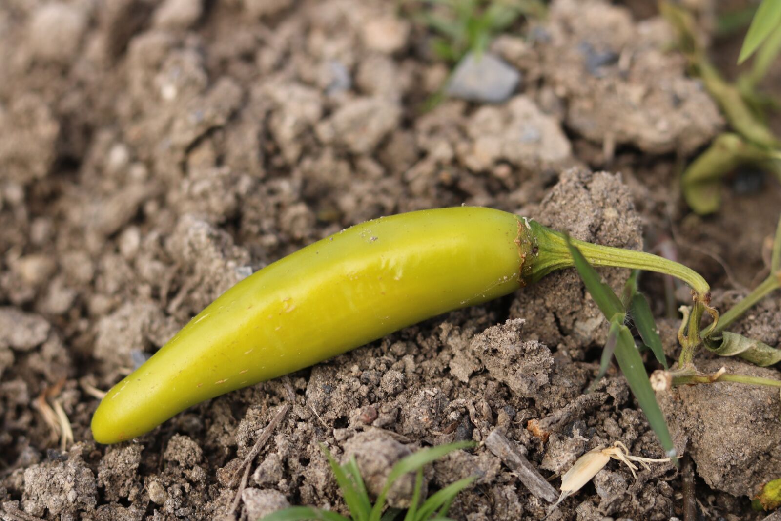 Canon EOS 750D (EOS Rebel T6i / EOS Kiss X8i) sample photo. Chili, plant, pepper photography