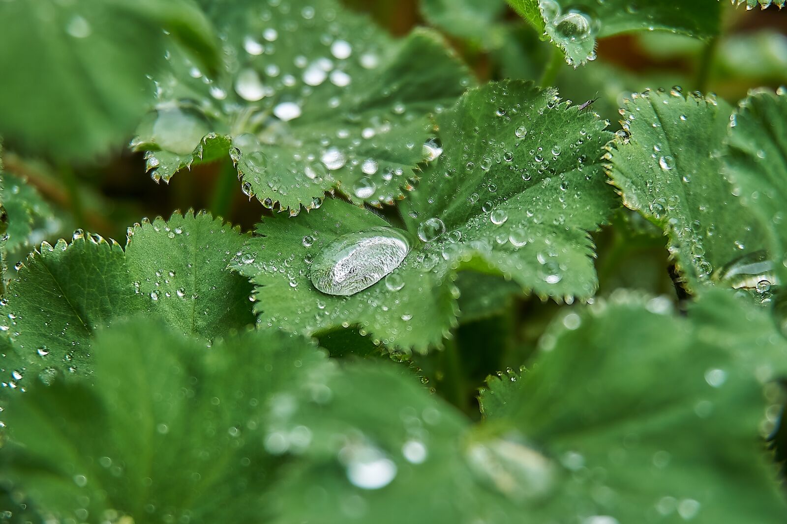 Sony a6000 sample photo. Frauenmantel, drop of water photography