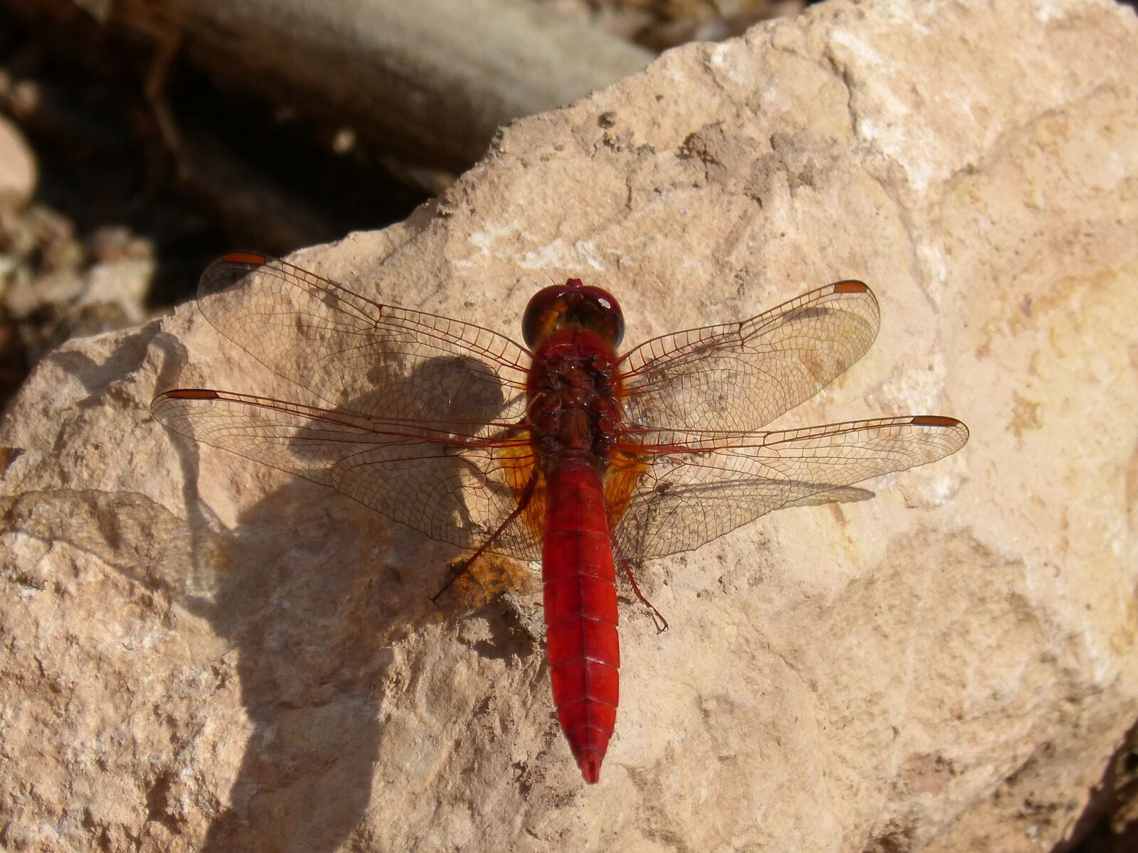 Panasonic DMC-FZ62 sample photo. Dragonfly, annulata trithemis, red photography