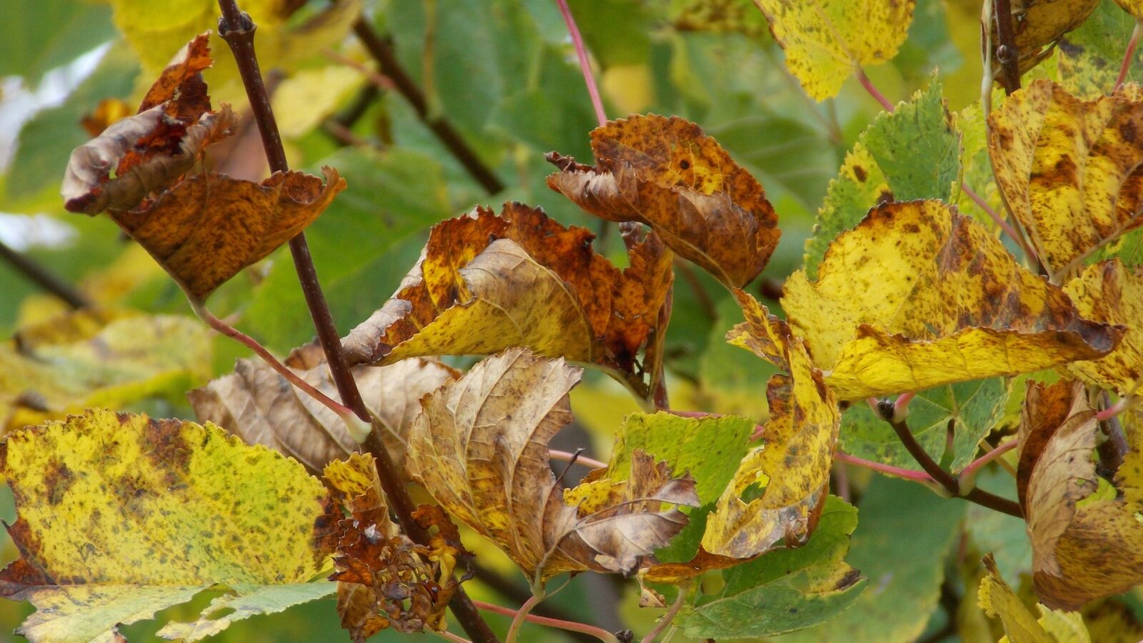 Nikon Coolpix L810 sample photo. Autumn, autumn, leaves, nature photography