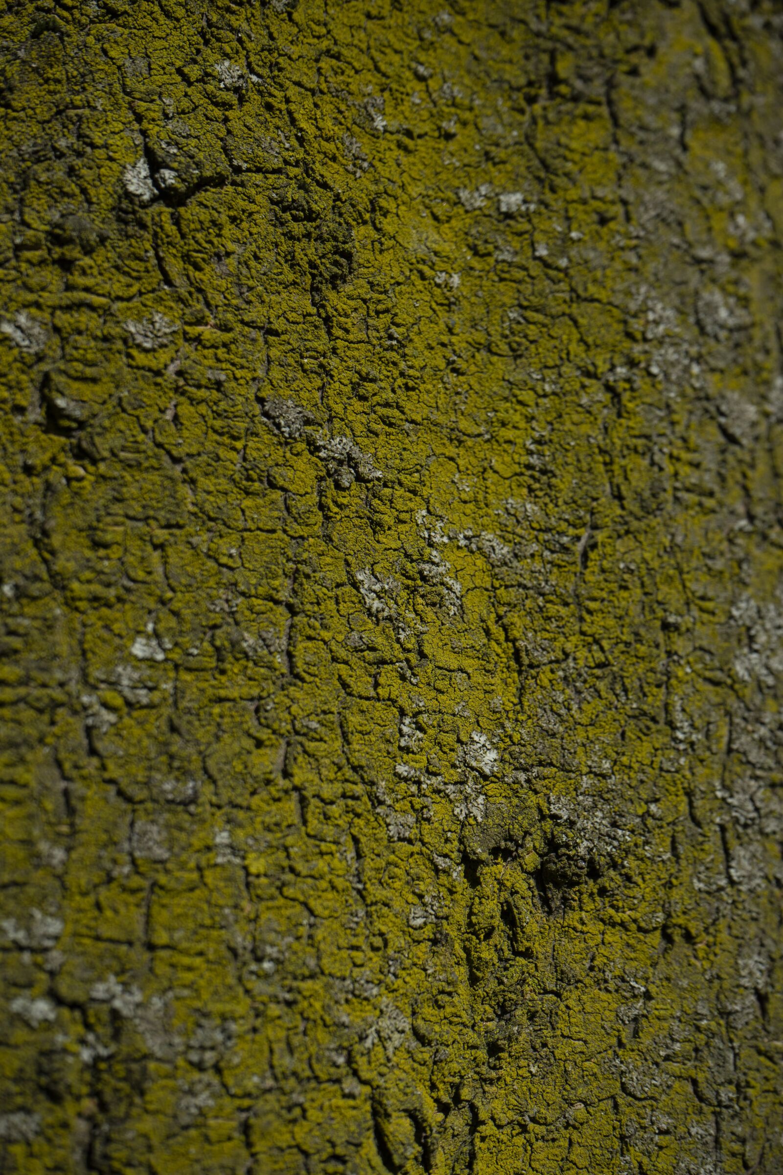 Sony a7 II + Sony FE 28-70mm F3.5-5.6 OSS sample photo. Wood, texture, green photography