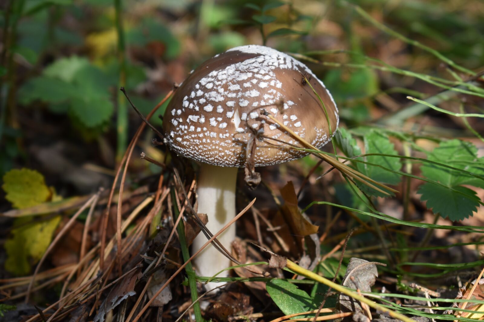 Nikon D3400 sample photo. Panther cap, mushroom, toadstool photography