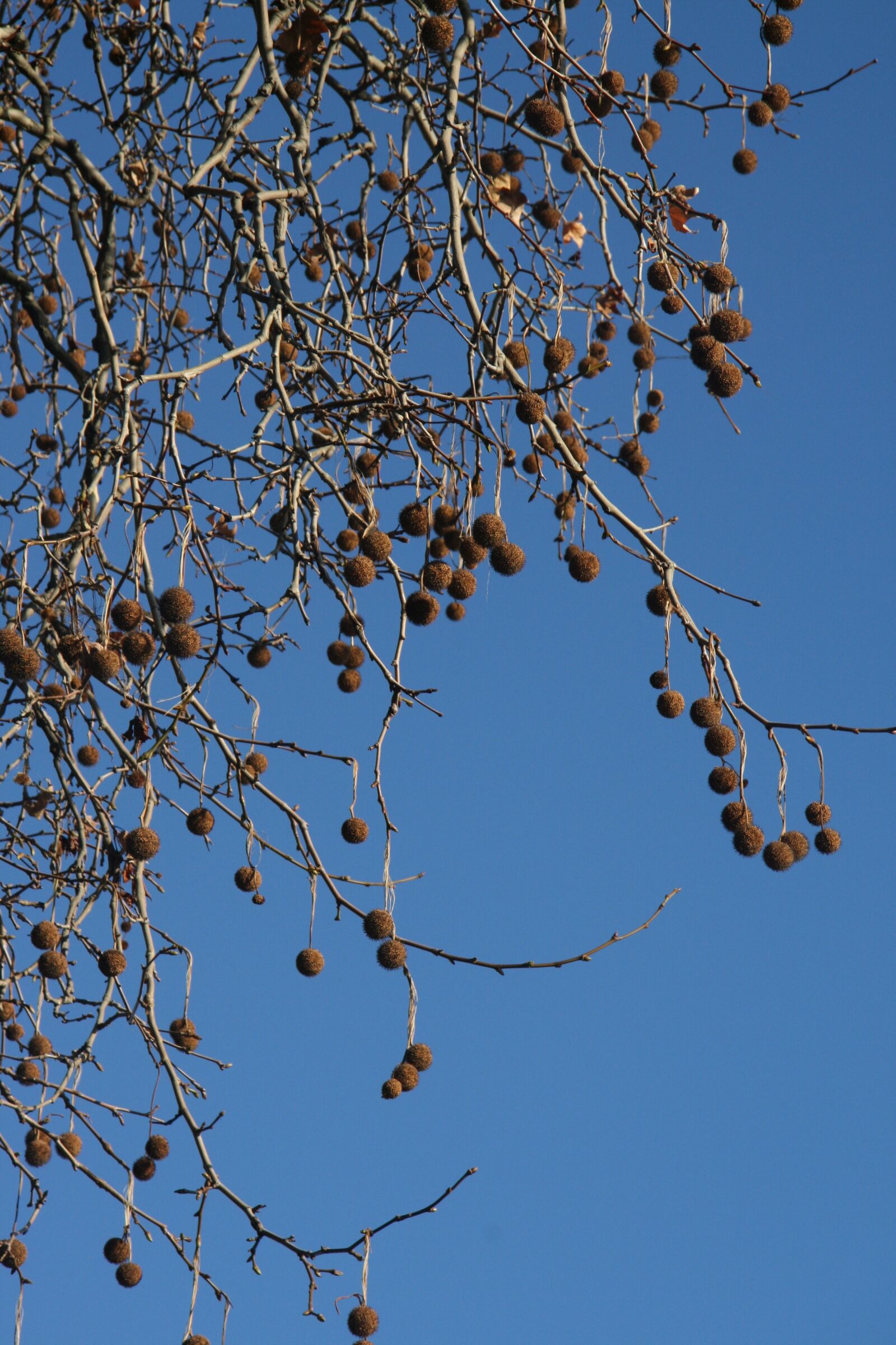 Canon EOS 400D (EOS Digital Rebel XTi / EOS Kiss Digital X) sample photo. Blue, tree, balls photography