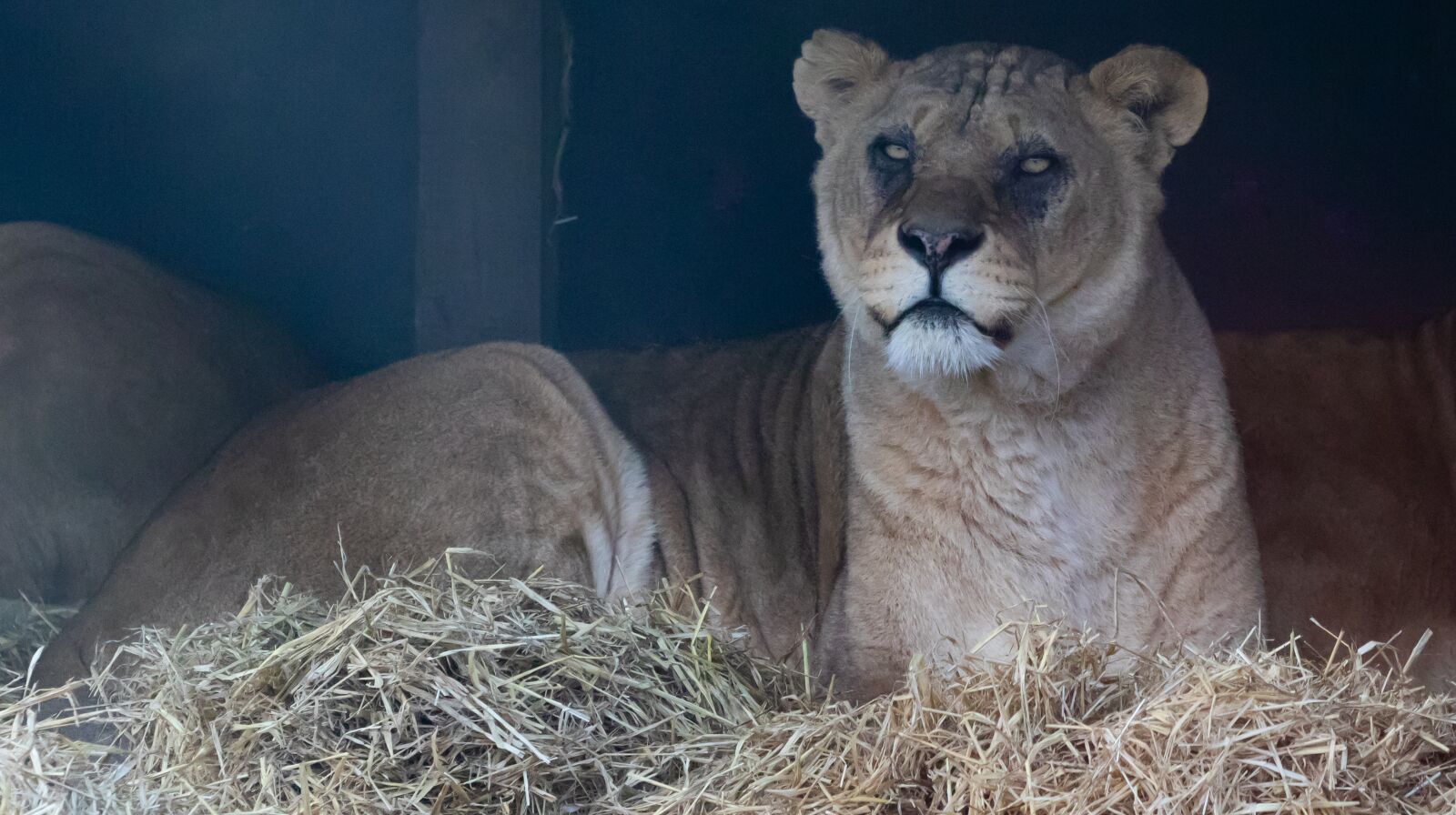 Canon EOS 7D Mark II sample photo. Lioness, mother, hunter photography