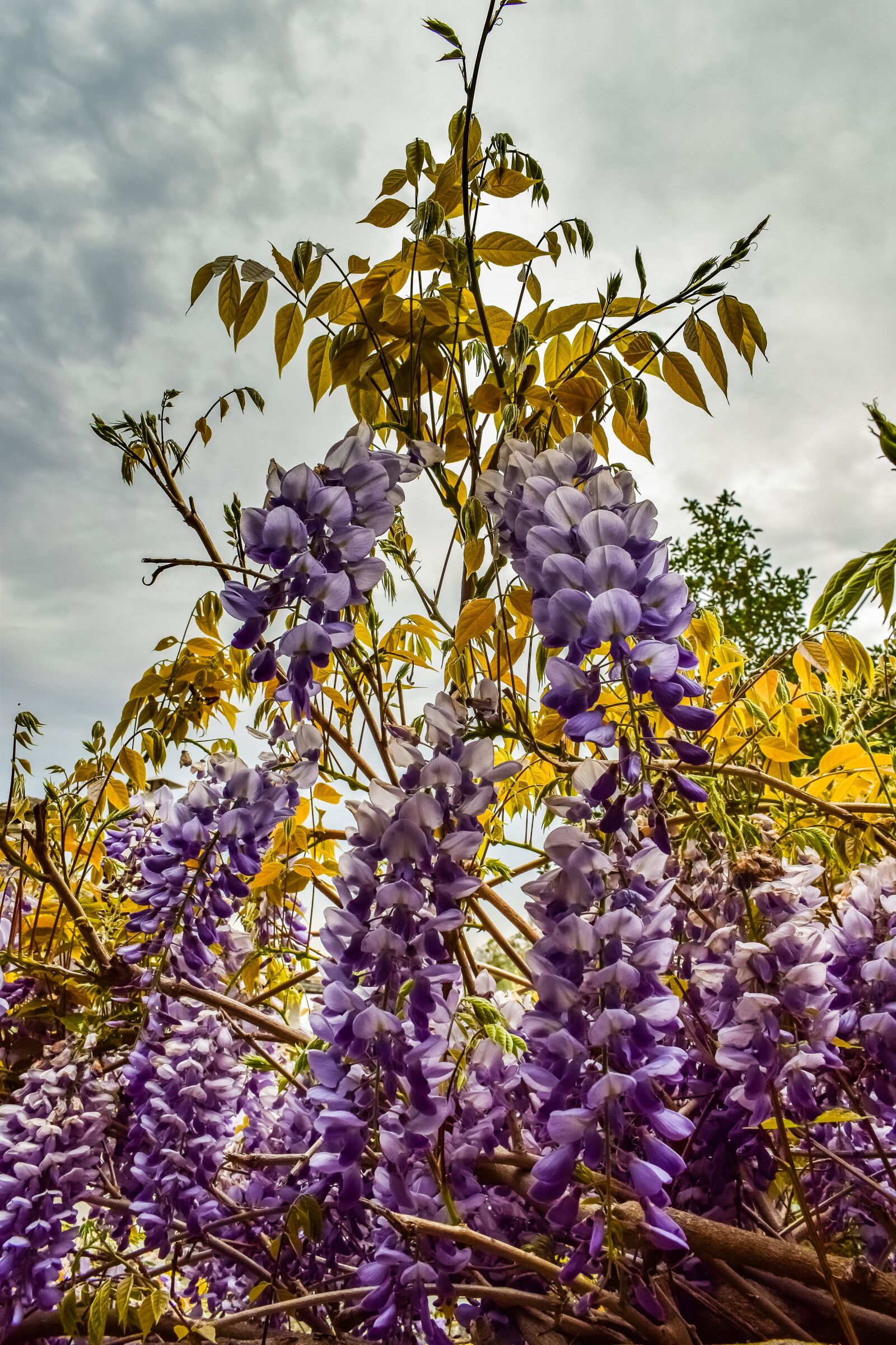Nikon D3300 sample photo. Flowers, purple, plant photography