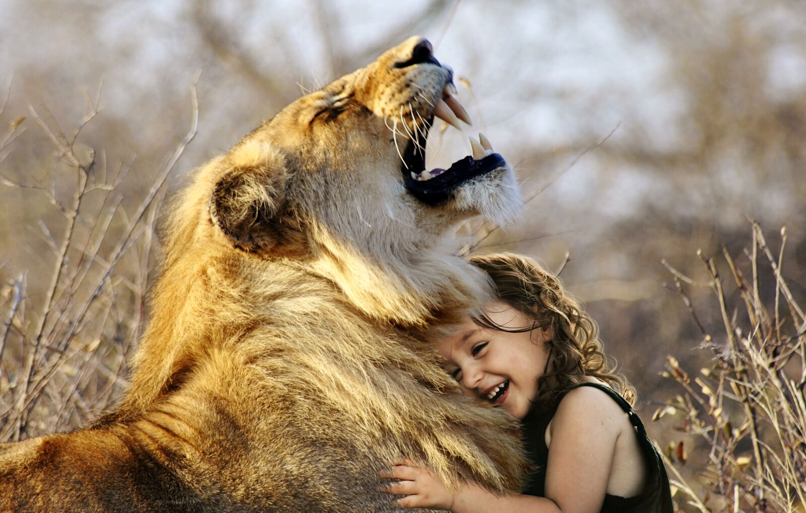 Nikon D3000 sample photo. Lion, roar, africa photography