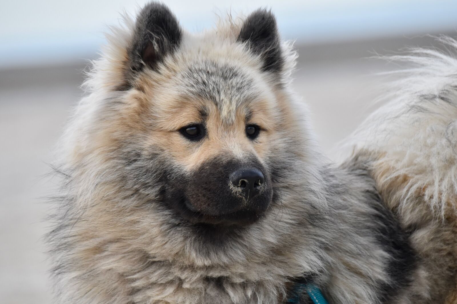 Nikon D5600 sample photo. Dog, dog eurasier, animal photography