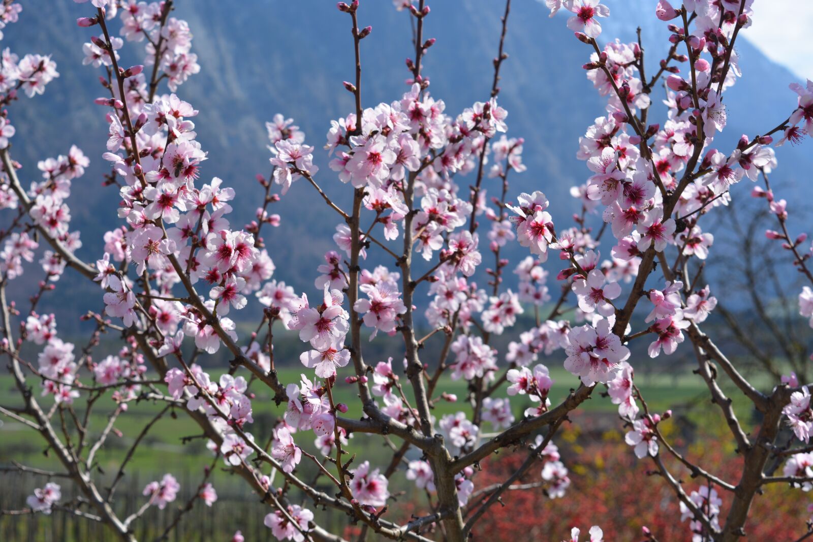 Nikon D5200 sample photo. Spring, plant, nature photography