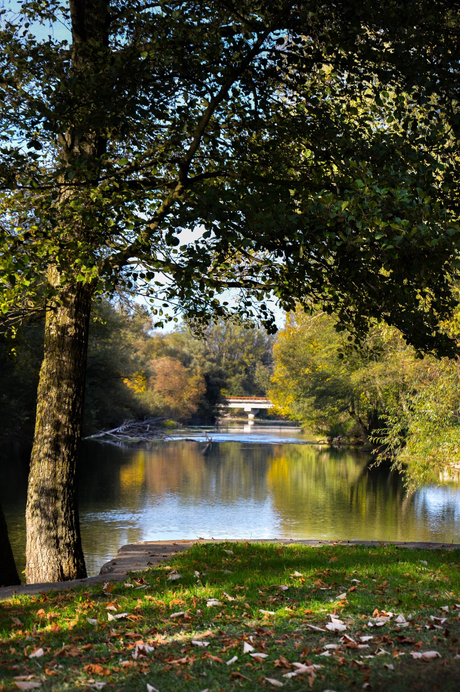Nikon D3200 sample photo. Autumn, river, trees photography