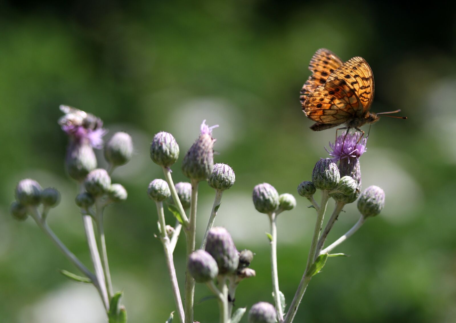 Canon EF-S 60mm F2.8 Macro USM sample photo. Butterfly, brown, wings photography