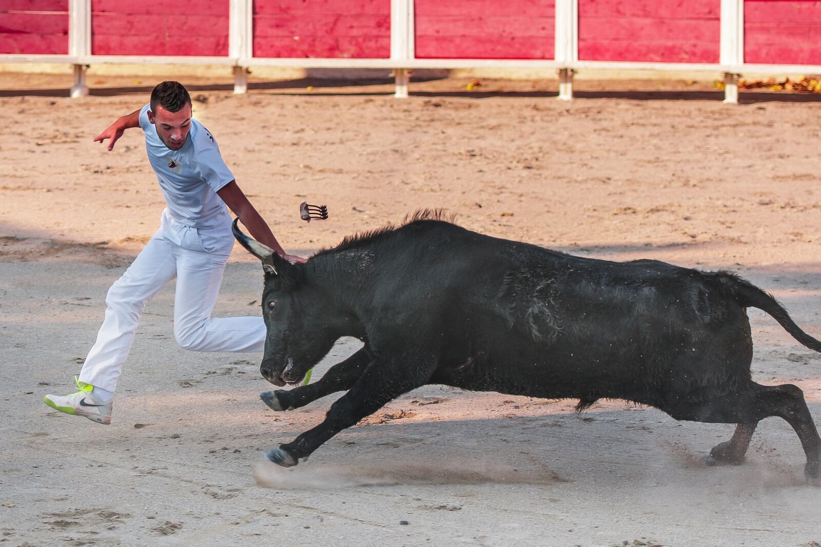 Nikon D300S sample photo. Raseteur, camargue race, bull photography