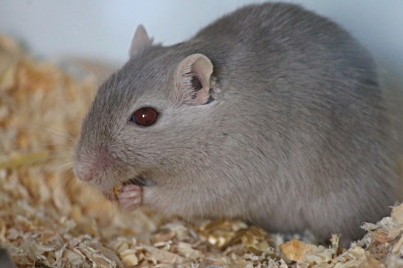 Canon EOS 1100D (EOS Rebel T3 / EOS Kiss X50) sample photo. Gerbil, rennratte, mouse photography