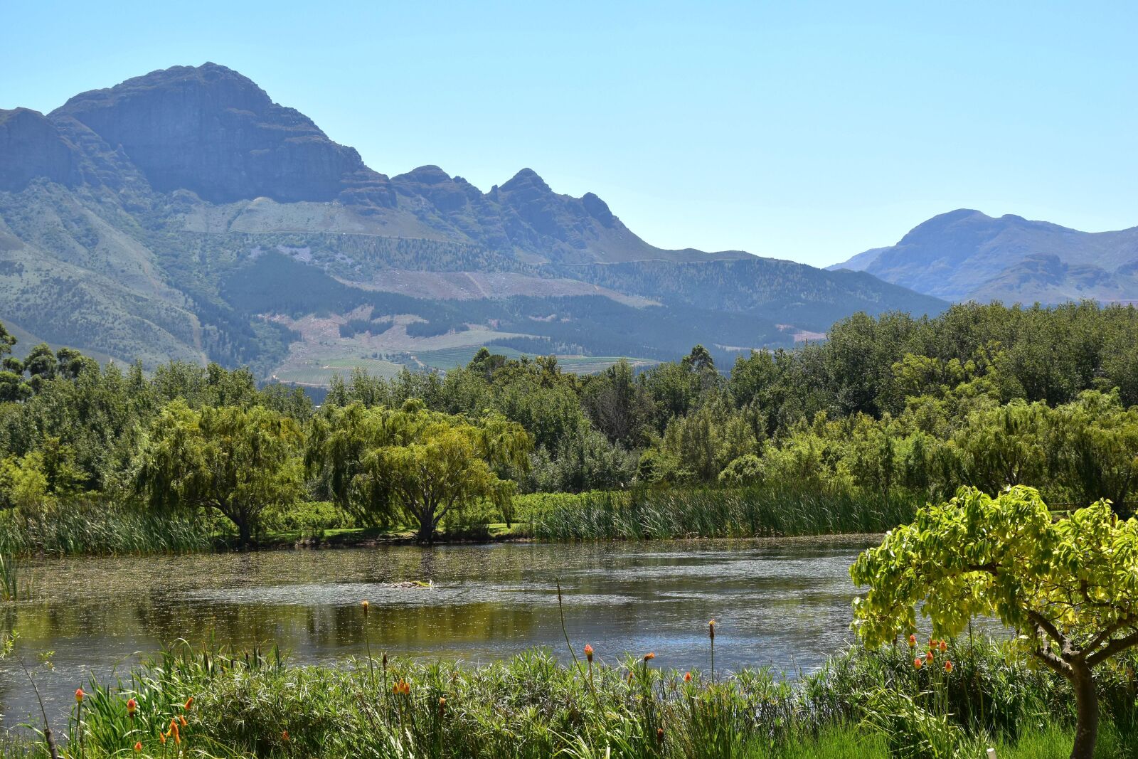 Nikon D5500 sample photo. Wine farm, western cape photography