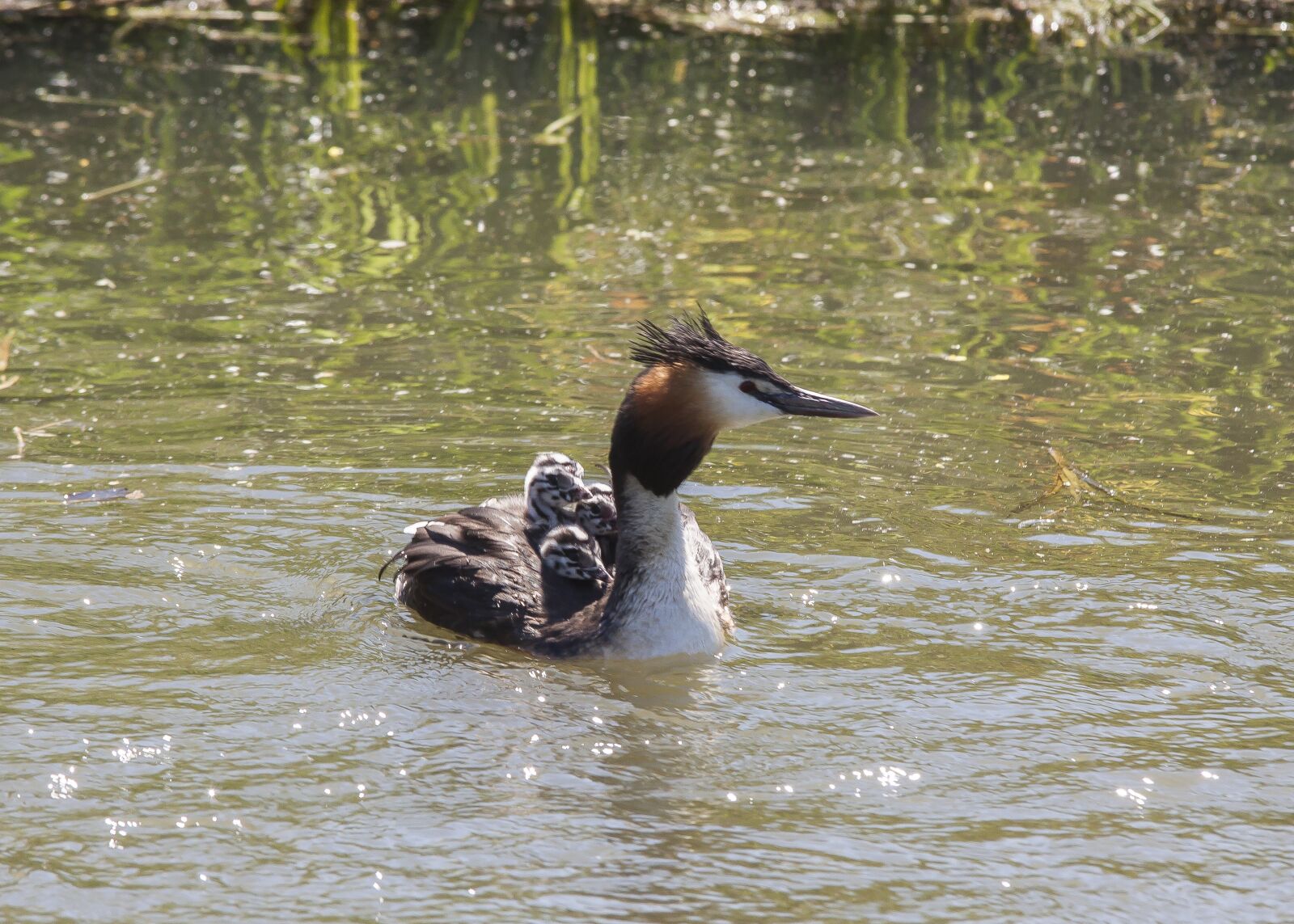 Canon EOS 50D sample photo. Great crested grebe, chicks photography