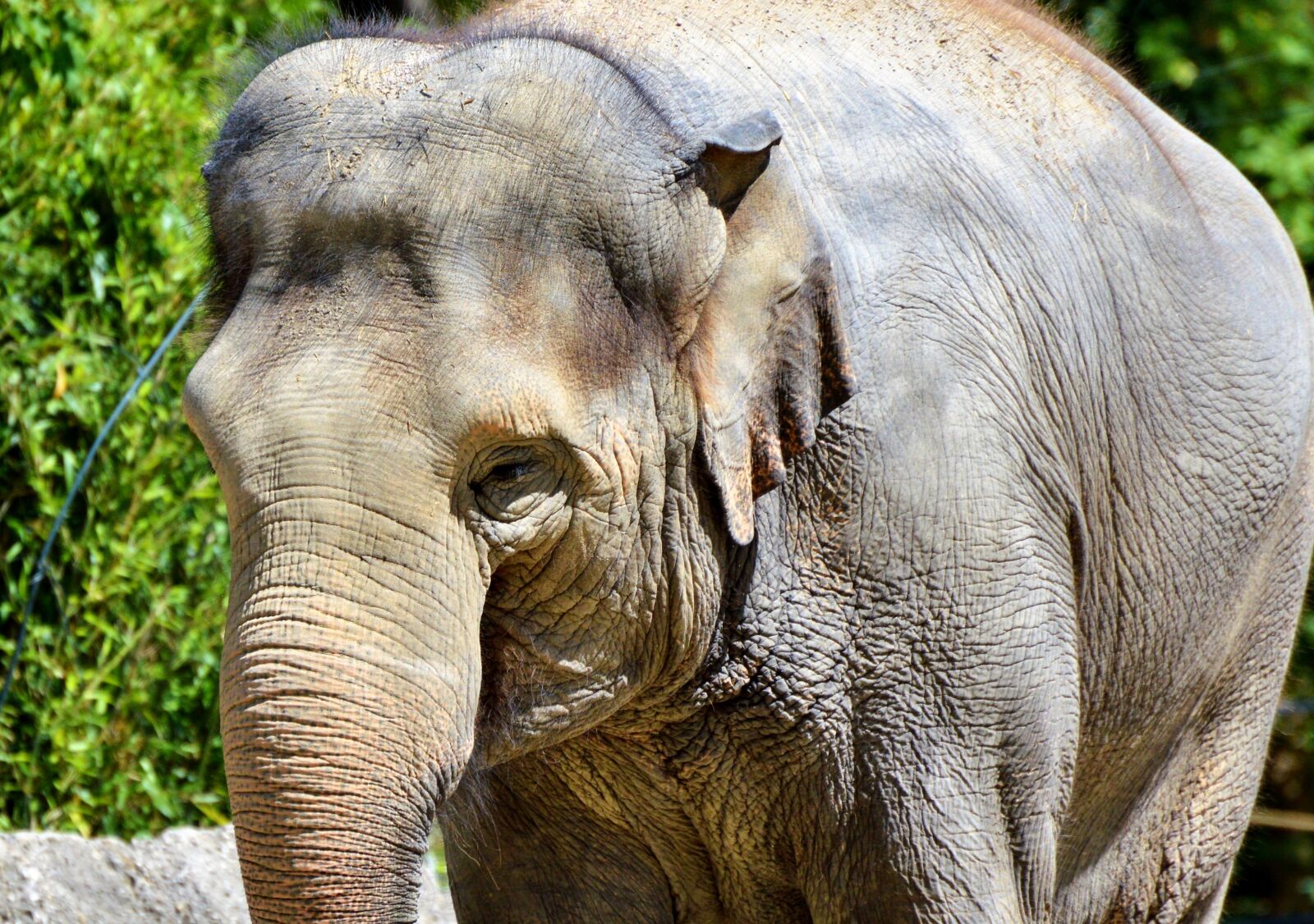 Nikon D3200 sample photo. Elephant, pachyderm, proboscis photography