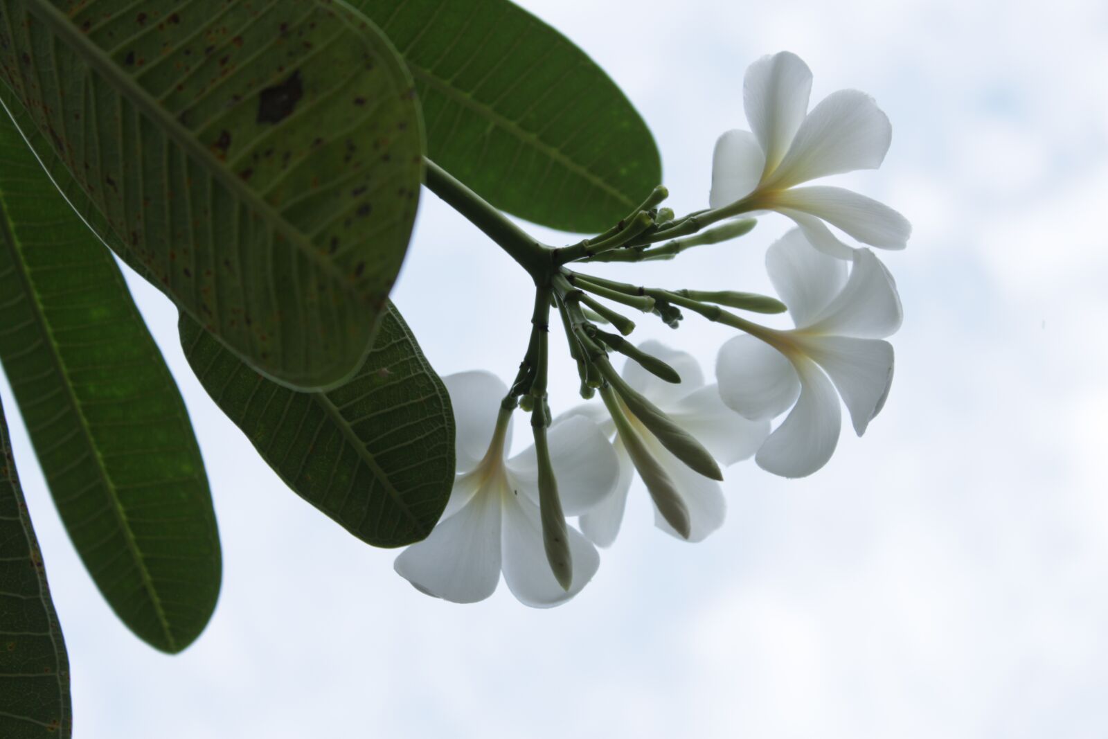 Canon EOS 500D (EOS Rebel T1i / EOS Kiss X3) sample photo. Flowers, white, petals photography