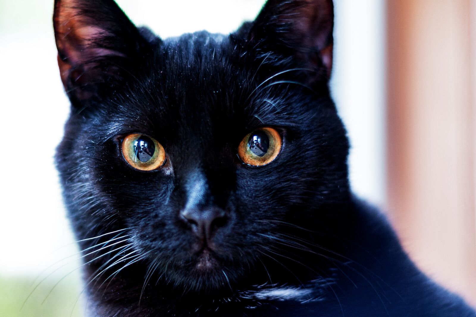 Nikon D300S sample photo. Cat, black, close up photography