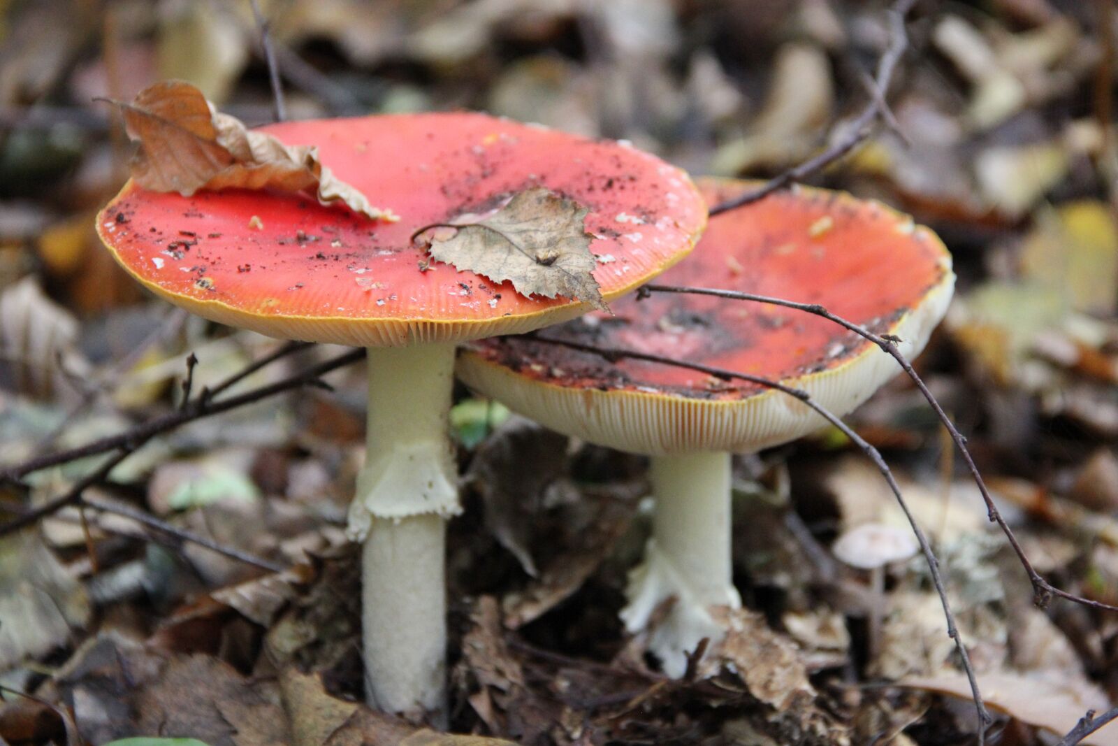 Canon EOS 550D (EOS Rebel T2i / EOS Kiss X4) sample photo. Amanita muscaria, mushroom mushrooms photography