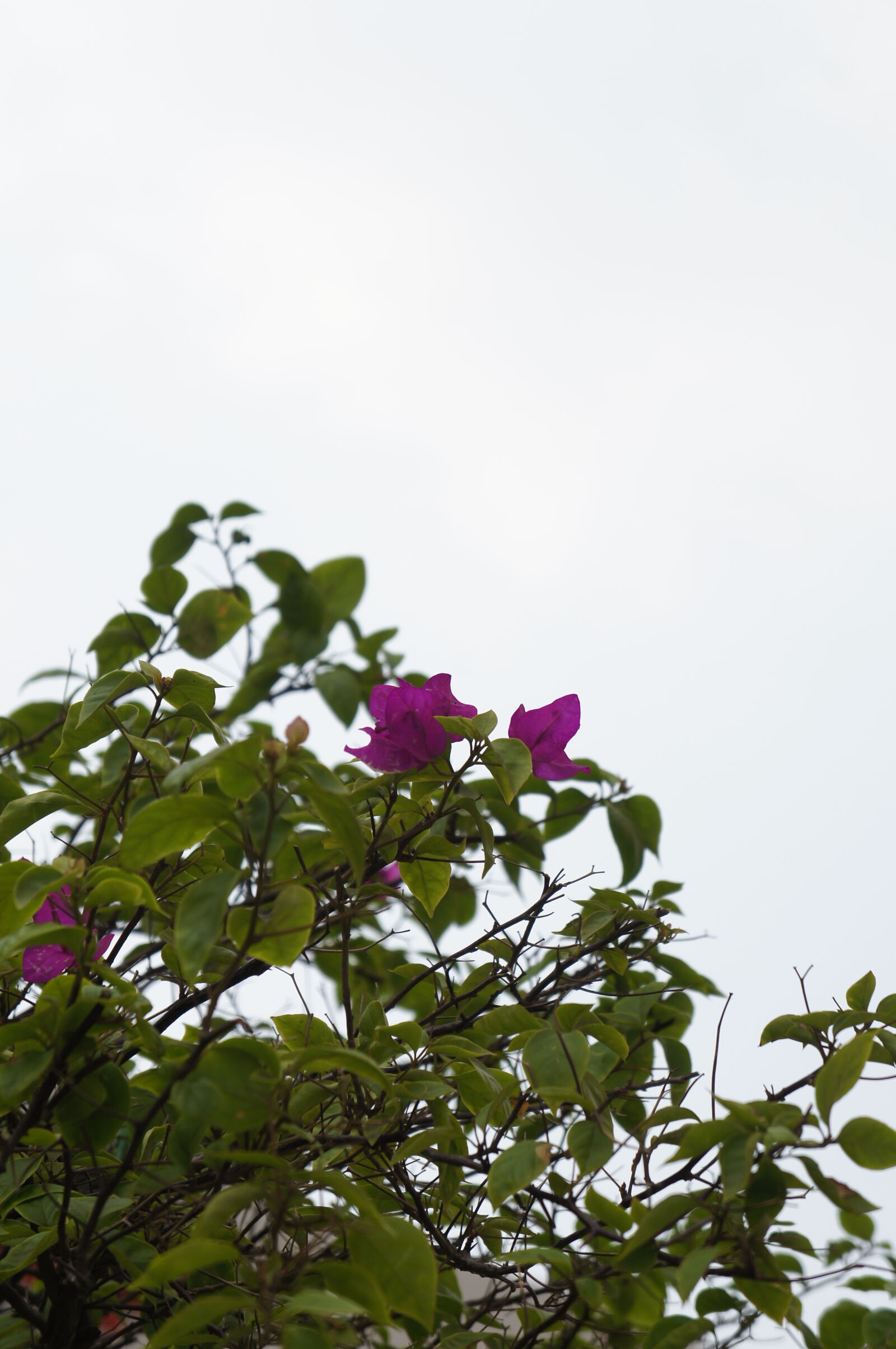 Sony E 18-55mm F3.5-5.6 OSS sample photo. Flowers photography