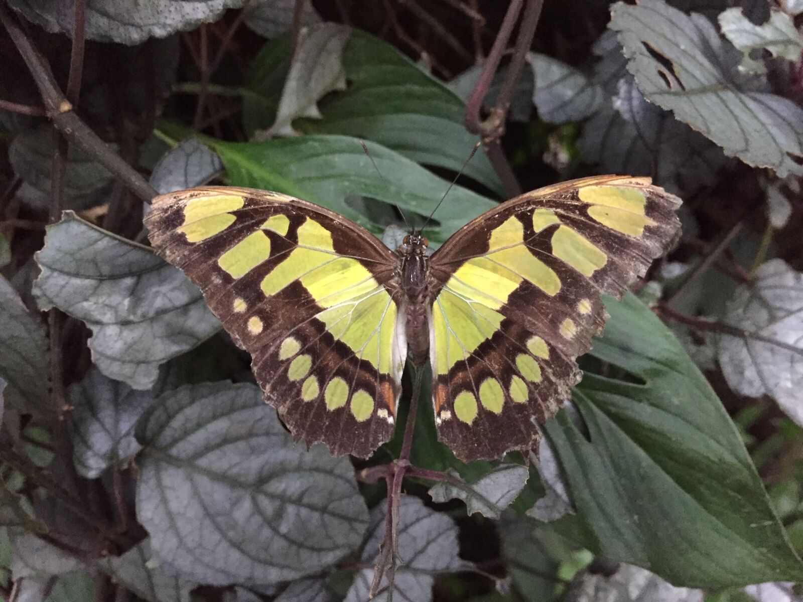 Apple iPhone 6 sample photo. Butterfly, farm, nature photography