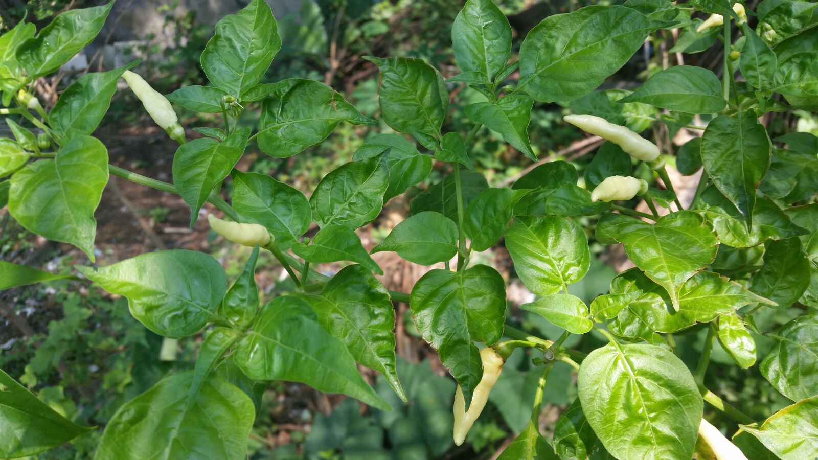 Samsung Galaxy S5 sample photo. Chili, free, photos, free photography