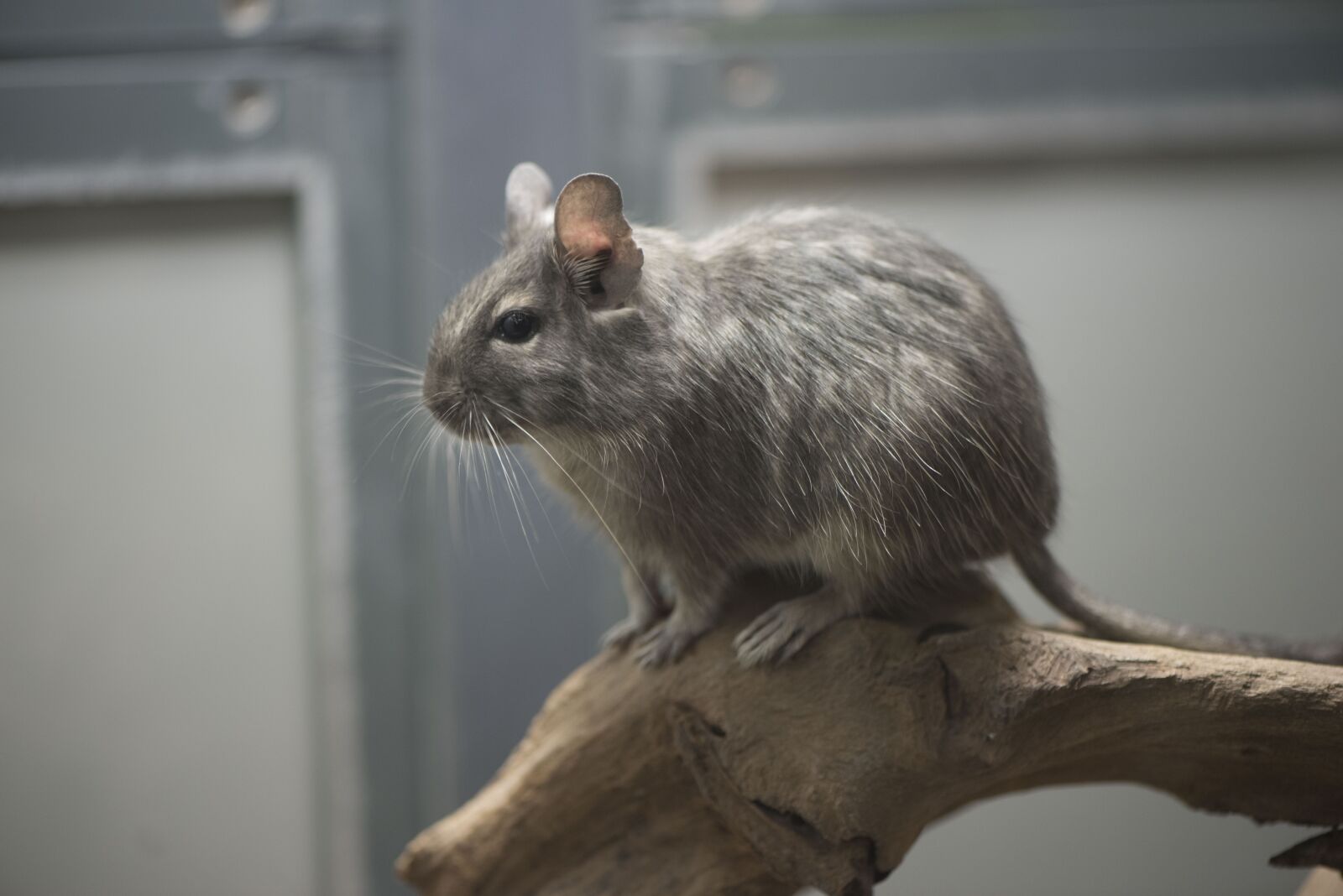 Nikon D750 sample photo. Gerbile, rodent, mouse photography